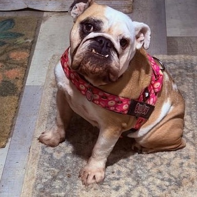 Enlarge Charley Belle, an adopted English Bulldog in Springfield, MO image 3/6