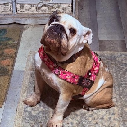 Enlarge Charley Belle, an adopted English Bulldog in Springfield, MO image 6/6