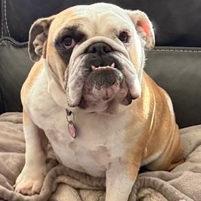 Enlarge Charley Belle, an adopted English Bulldog in Springfield, MO image 1/6