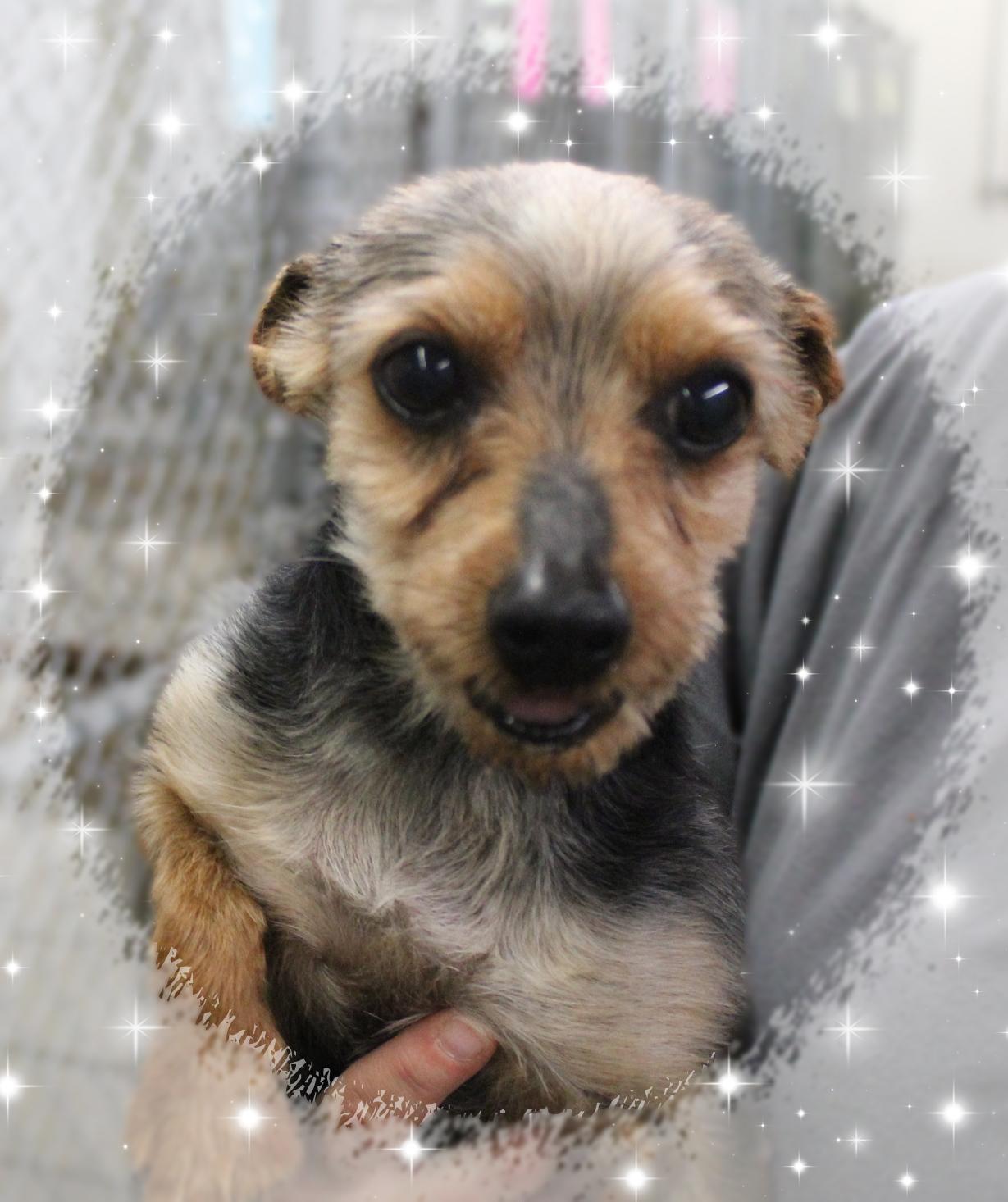 Enlarge Freddie, a ADOPTABLE Yorkshire Terrier in Amelia, OH image 1/2