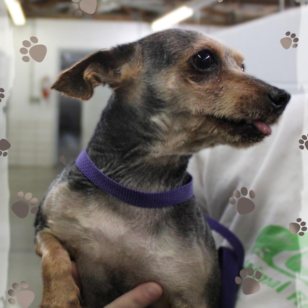 Enlarge Freddie, a ADOPTABLE Yorkshire Terrier in Amelia, OH image 1/1