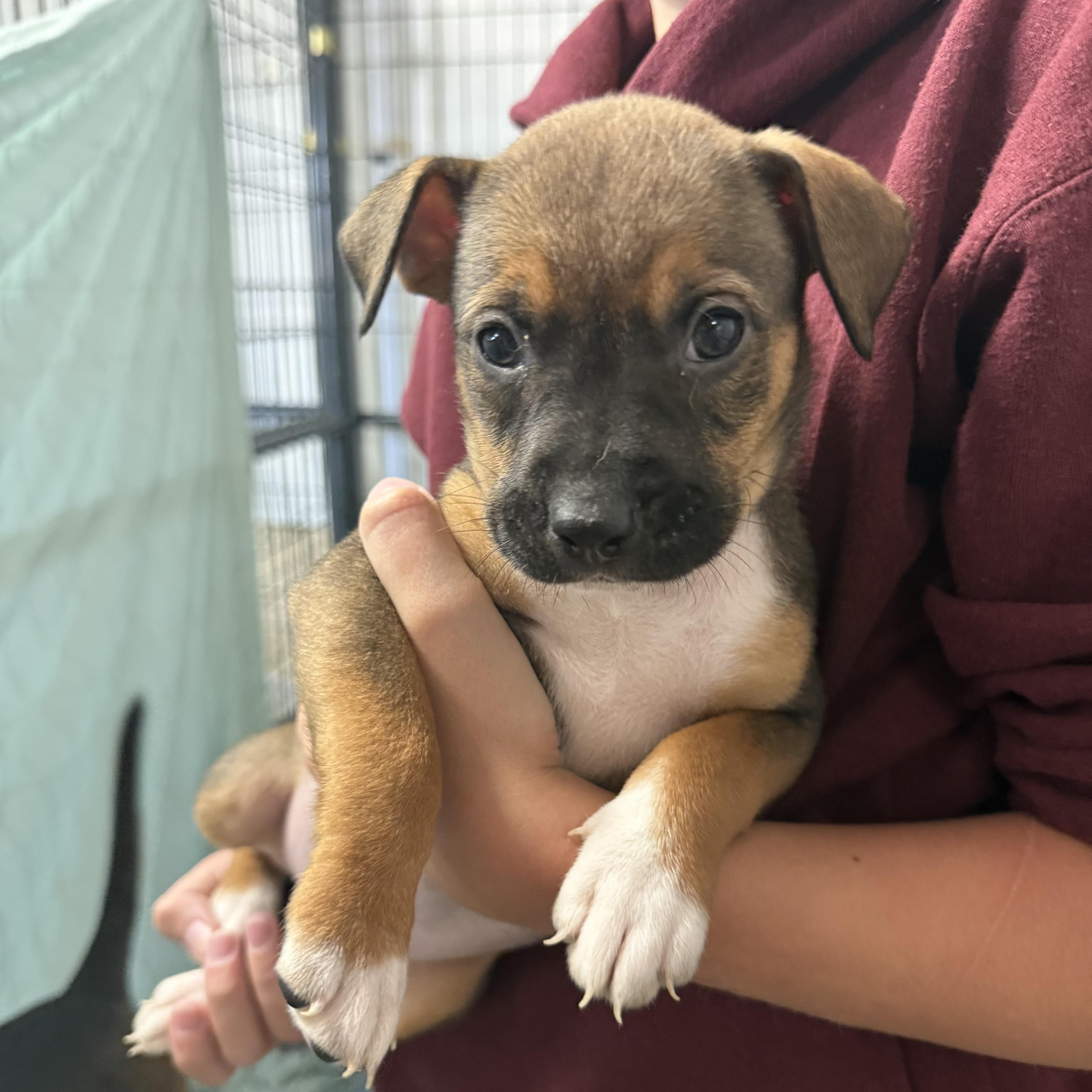 Koala - Adoptable Pet | Petfinder | Petfinder