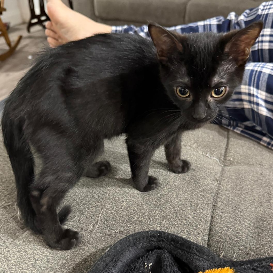 Wayne, adopted, Kitten Male Domestic Short Hair.