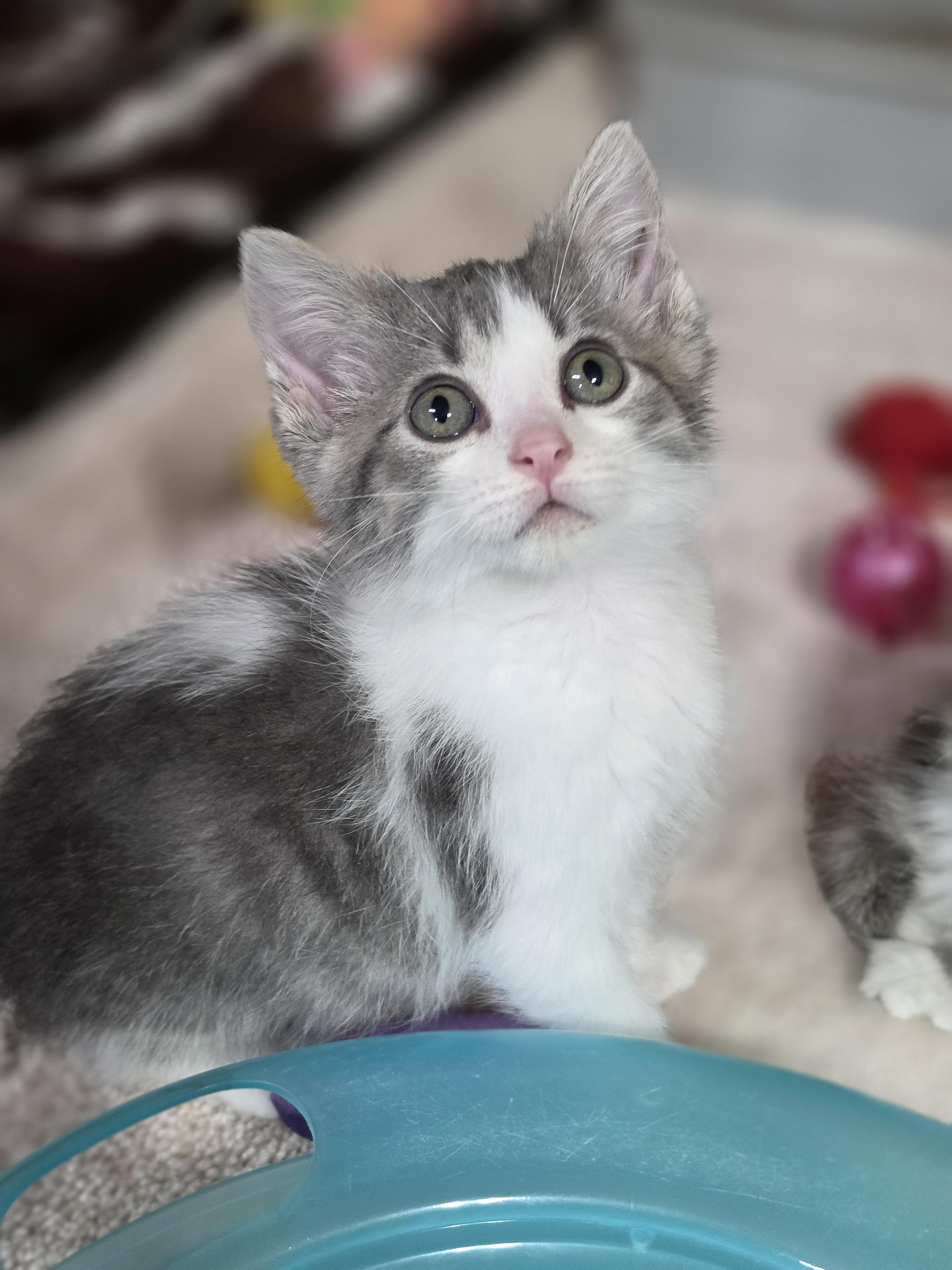 Enlarge Jude, a Adoptable Domestic Short Hair in Medford, WI image 1/1