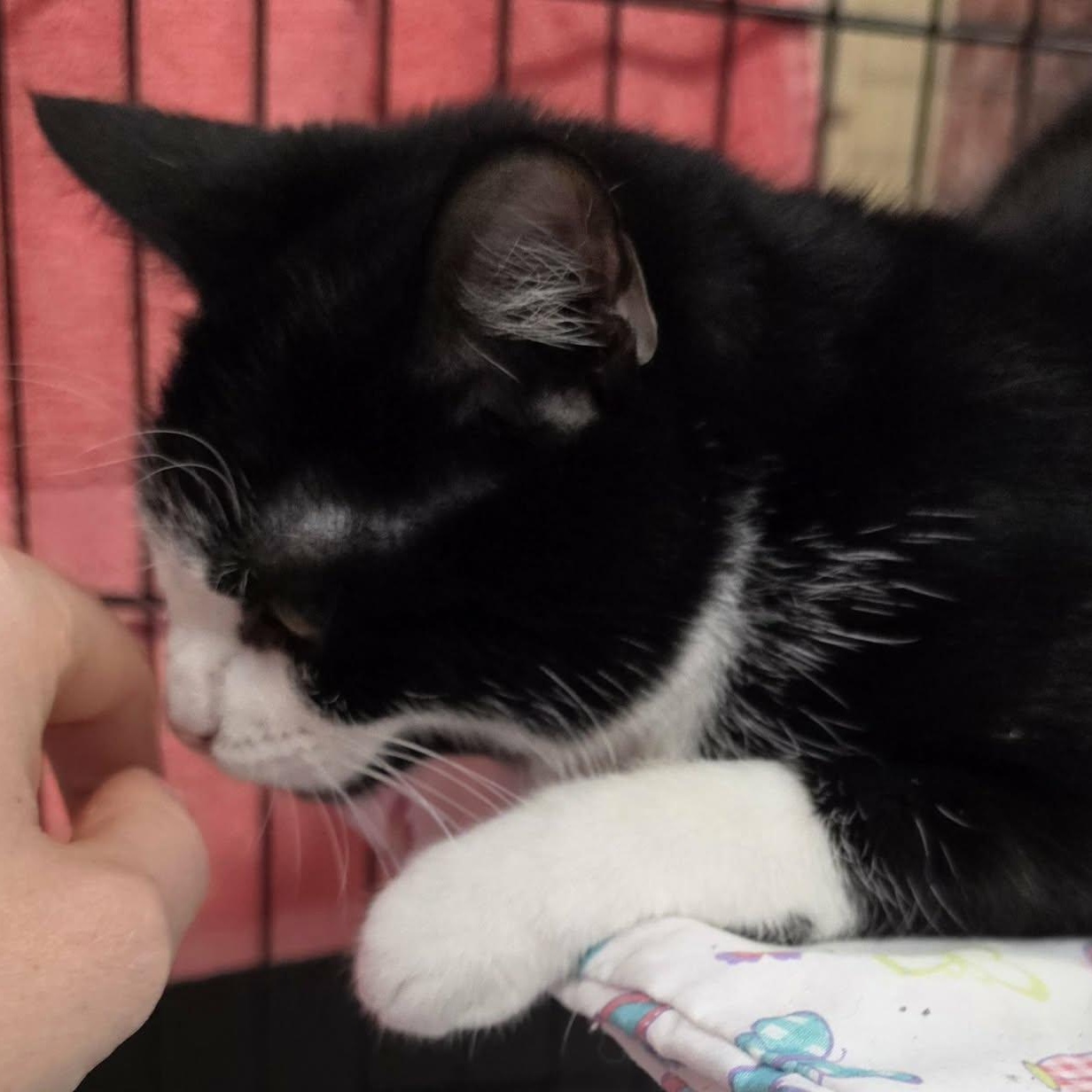Enlarge Clove, Sweet Tuxedo Girl, a Adoptable Domestic Short Hair in Meriden, CT image 2/6