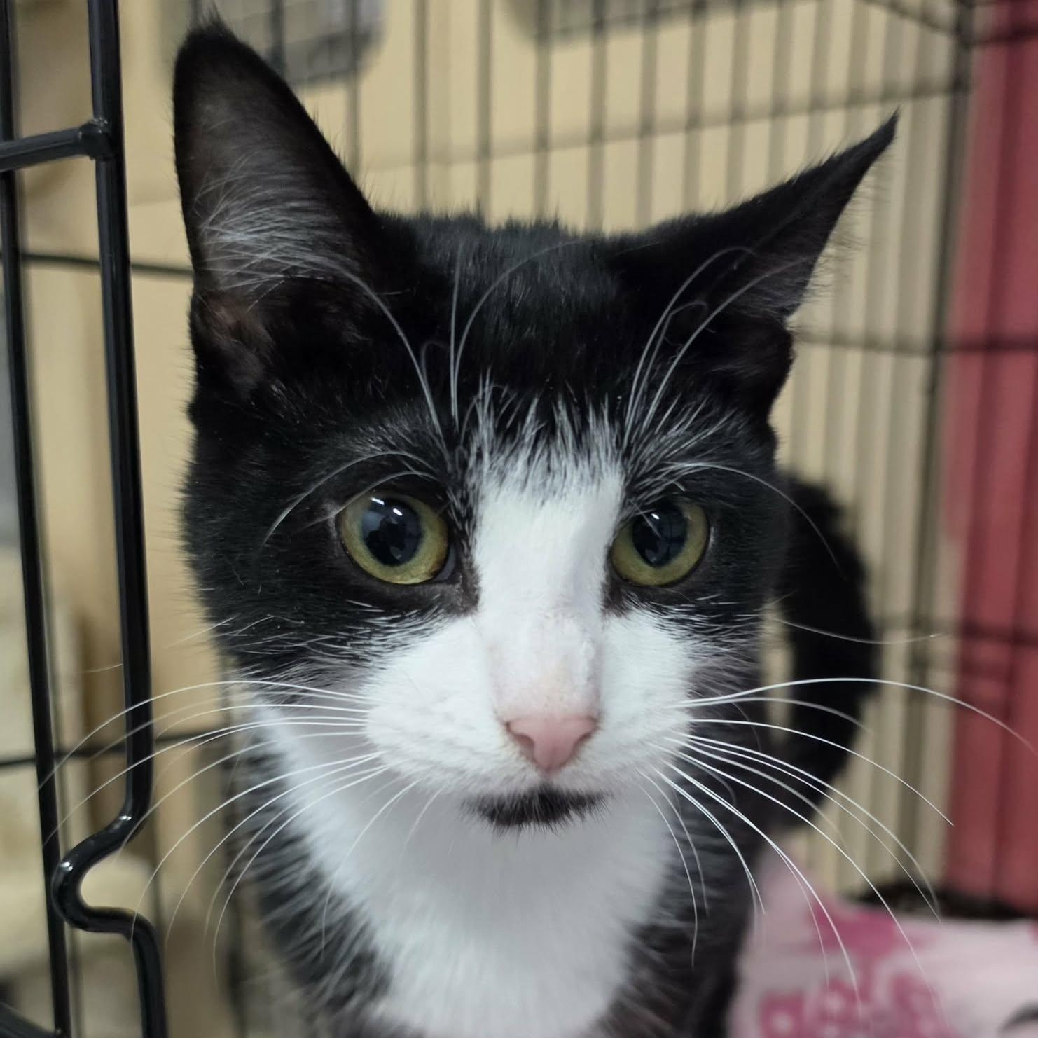 Enlarge Clove, Sweet Tuxedo Girl, a Adoptable Domestic Short Hair in Meriden, CT image 4/6