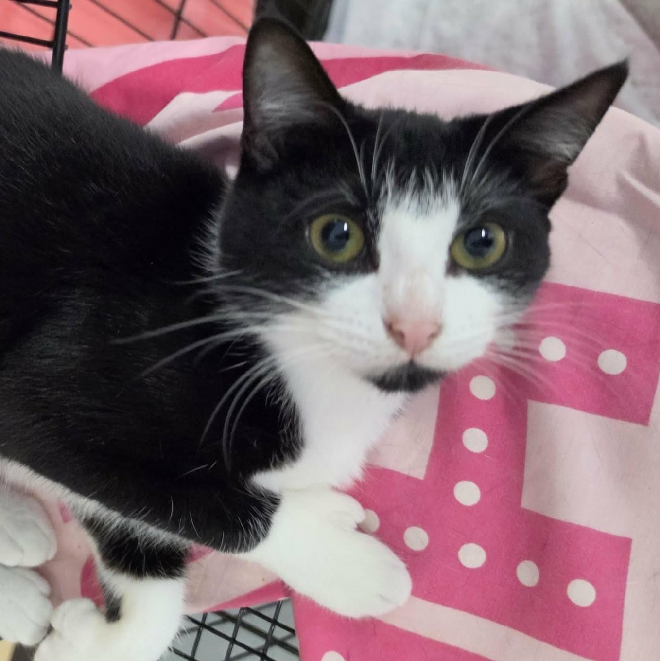 Enlarge Clove, Sweet Tuxedo Girl, a Adoptable Domestic Short Hair in Meriden, CT image 1/6