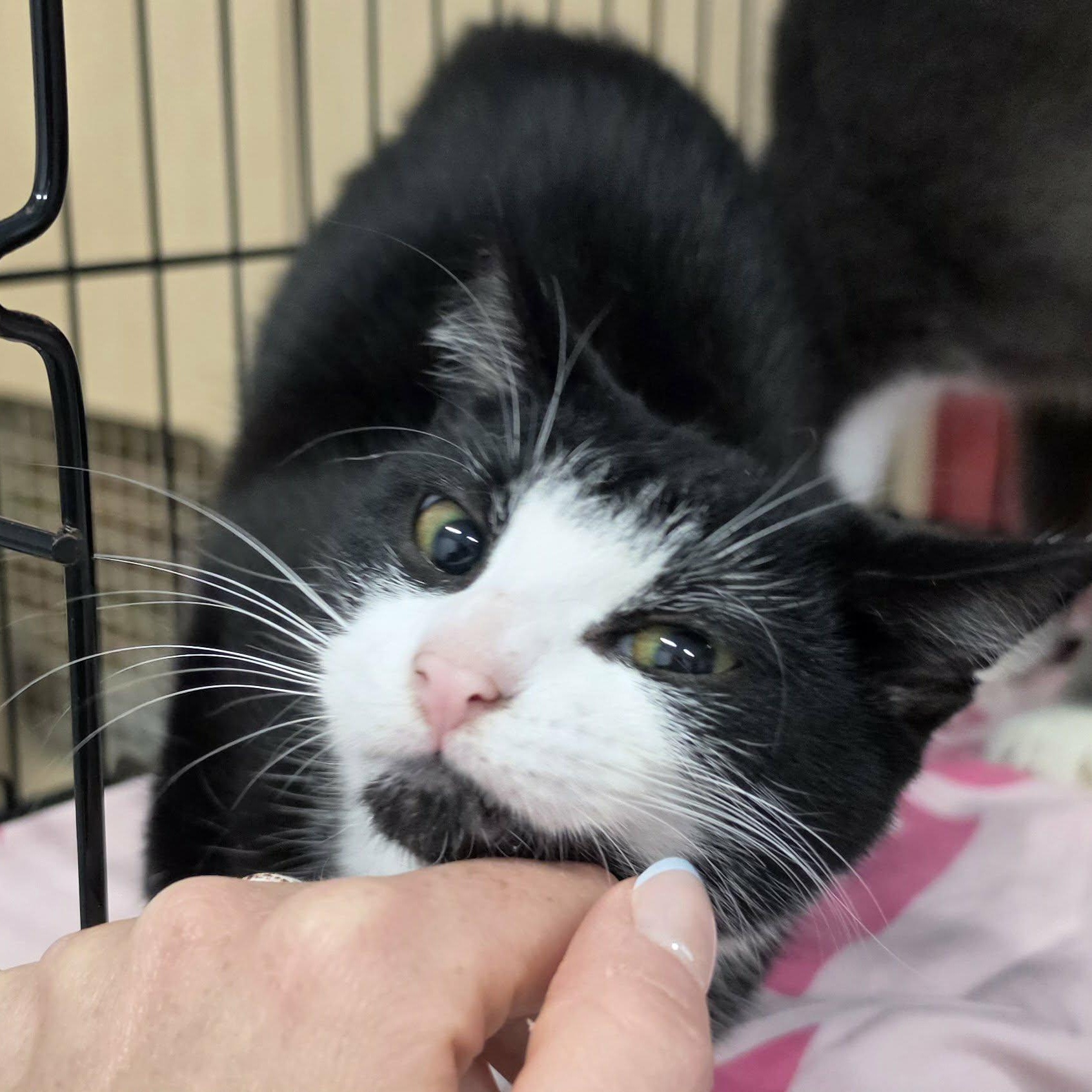 Enlarge Clove, Sweet Tuxedo Girl, a Adoptable Domestic Short Hair in Meriden, CT image 5/6