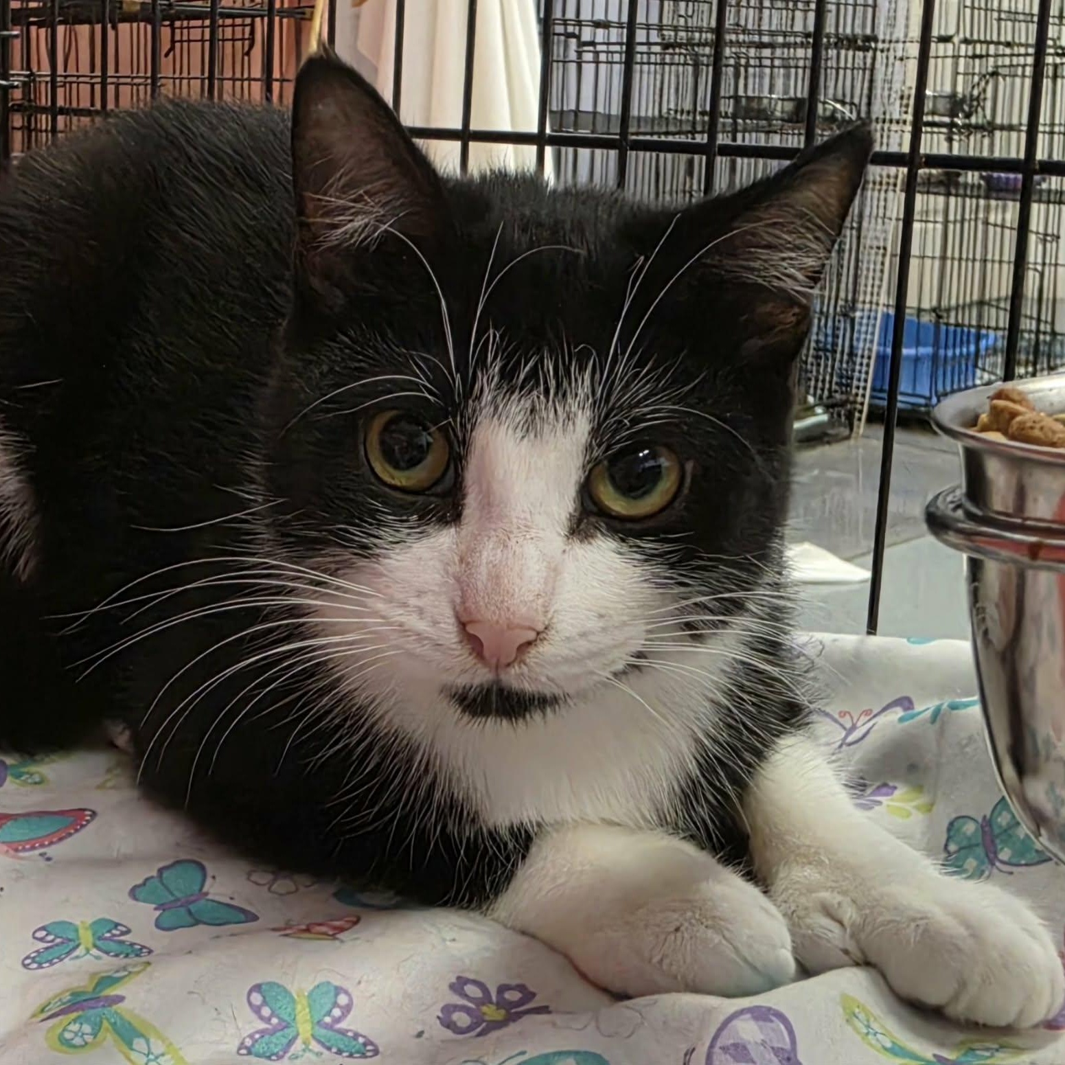 Enlarge Clove, Sweet Tuxedo Girl, a Adoptable Domestic Short Hair in Meriden, CT image 3/6