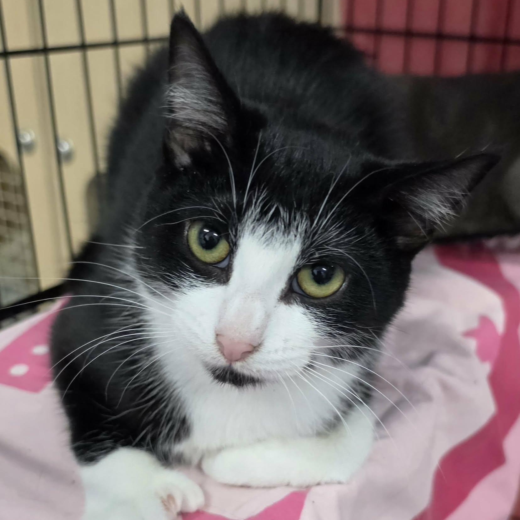 Enlarge Clove, Sweet Tuxedo Girl, a Adoptable Domestic Short Hair in Meriden, CT image 6/6