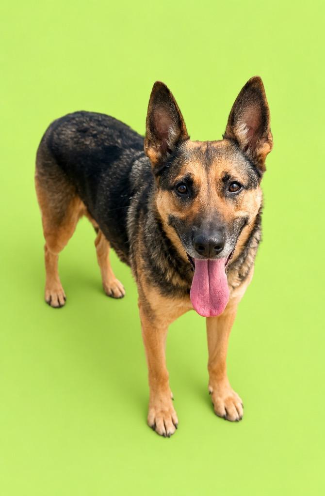 Buffy, Adoptable, Adult Female German Shepherd Dog.