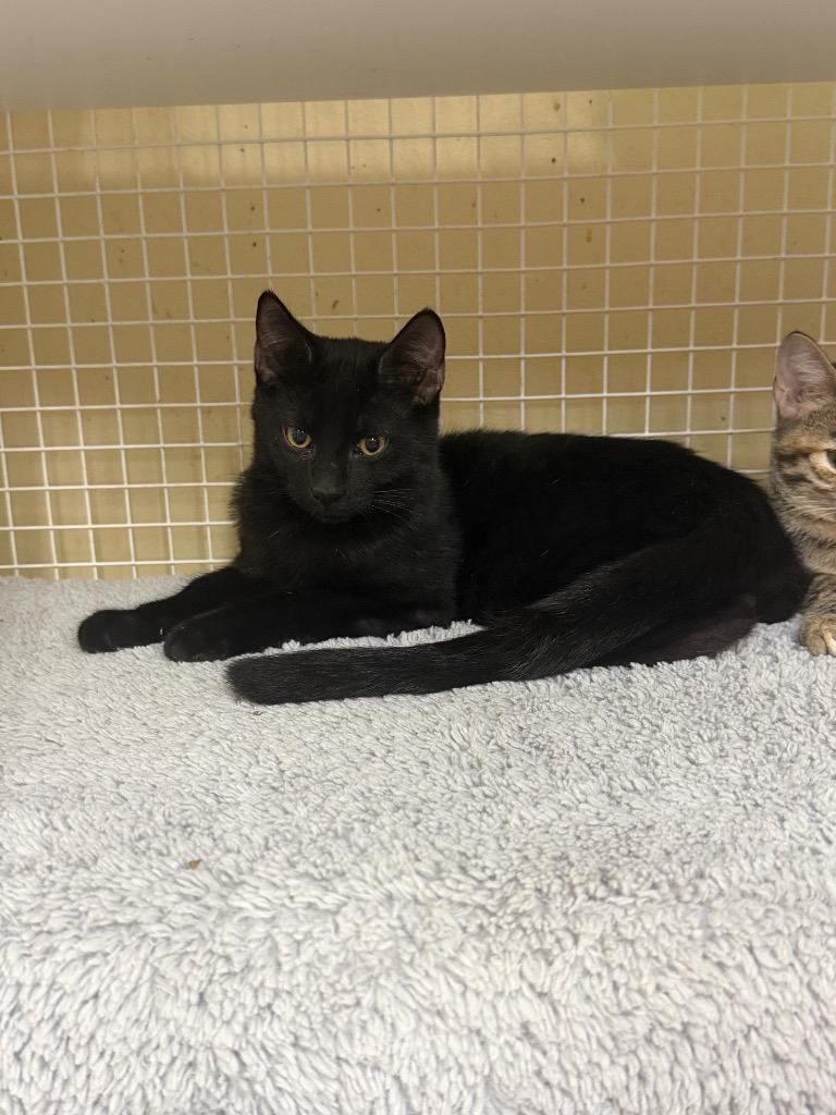 Ernie, Adoptable, Kitten Male Domestic Short Hair.