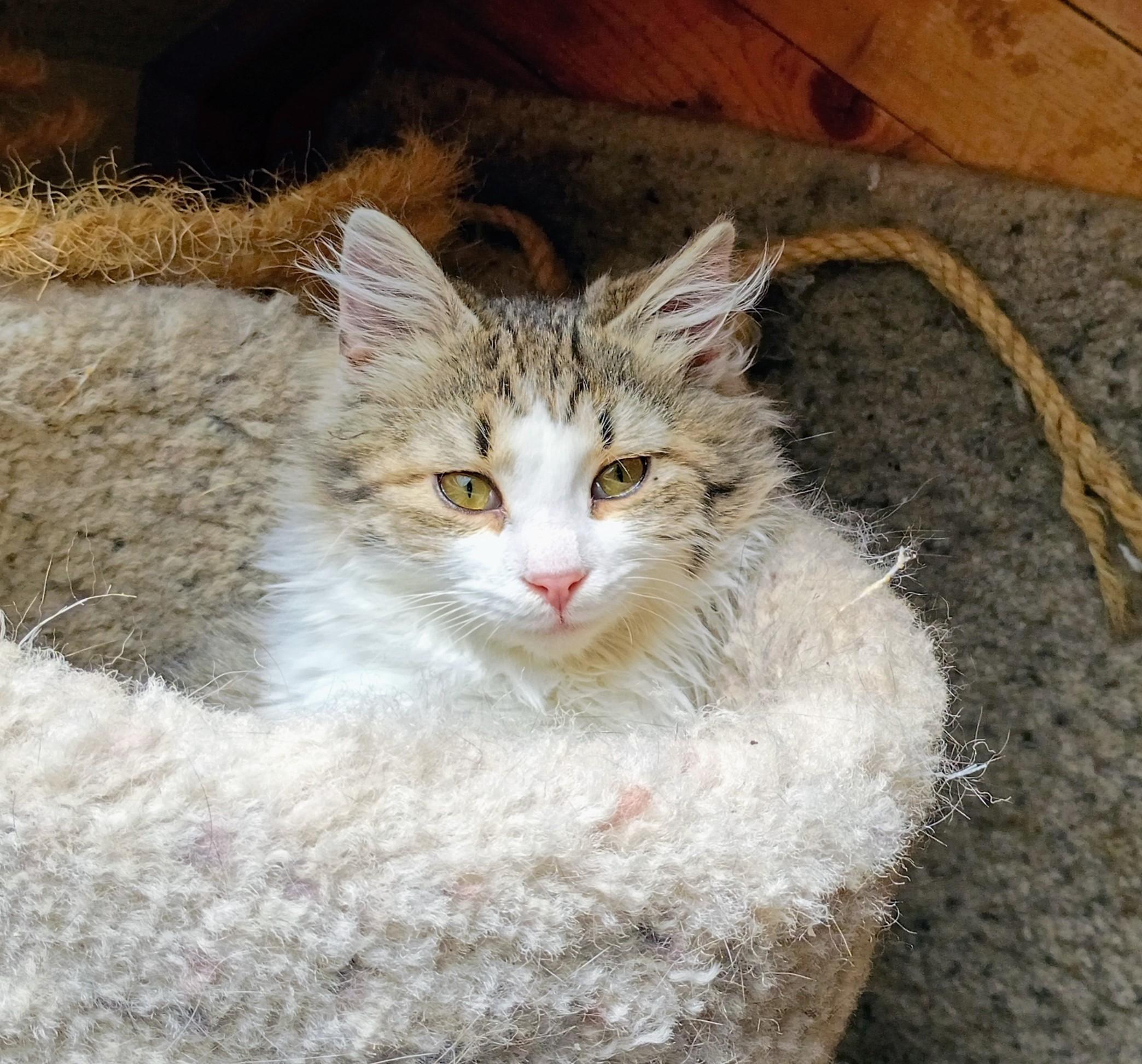 Jack Wolf, Adoptable, Kitten Male Domestic Medium Hair.