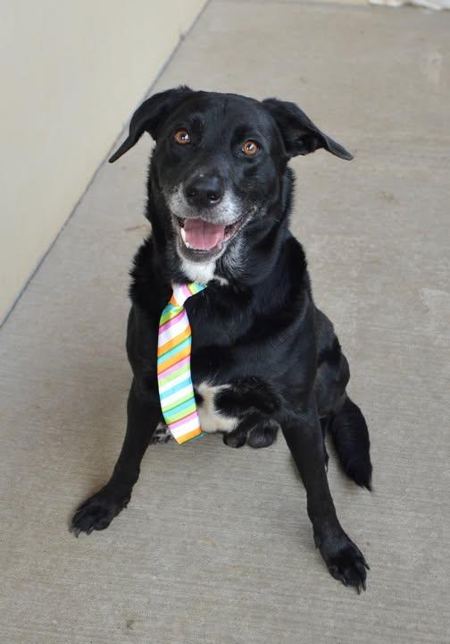 Zeke, Adoptable, Adult Male Labrador Retriever.