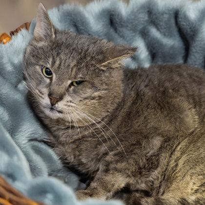 Irving (FIV+), Adoptable, Adult Male Domestic Short Hair & Domestic Short Hair.
