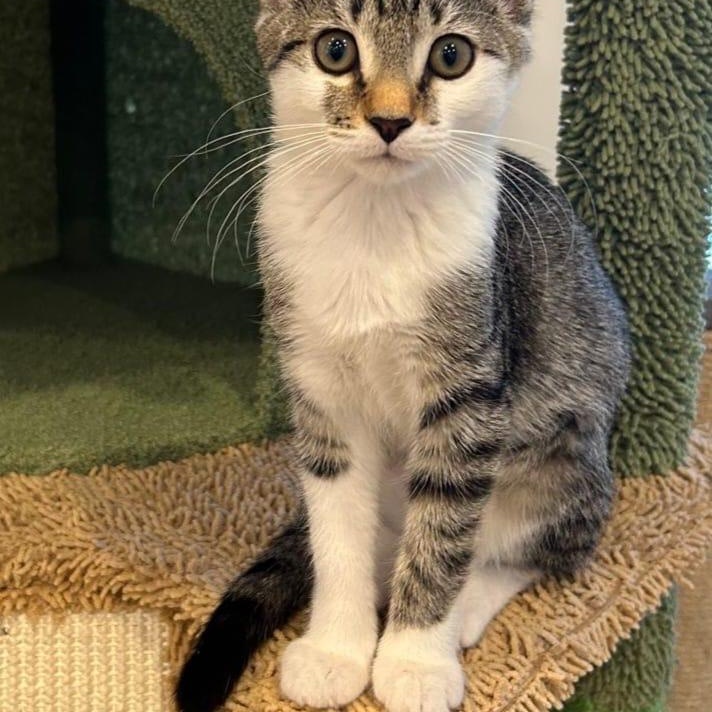 Coco, Adoptable, Kitten Female Domestic Short Hair.