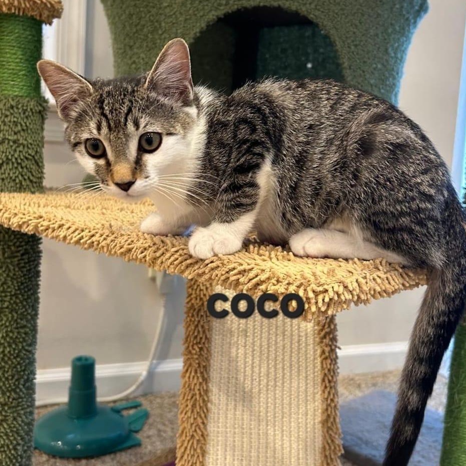 Enlarge Coco, a Adoptable Domestic Short Hair in Sewell, NJ image 2/2
