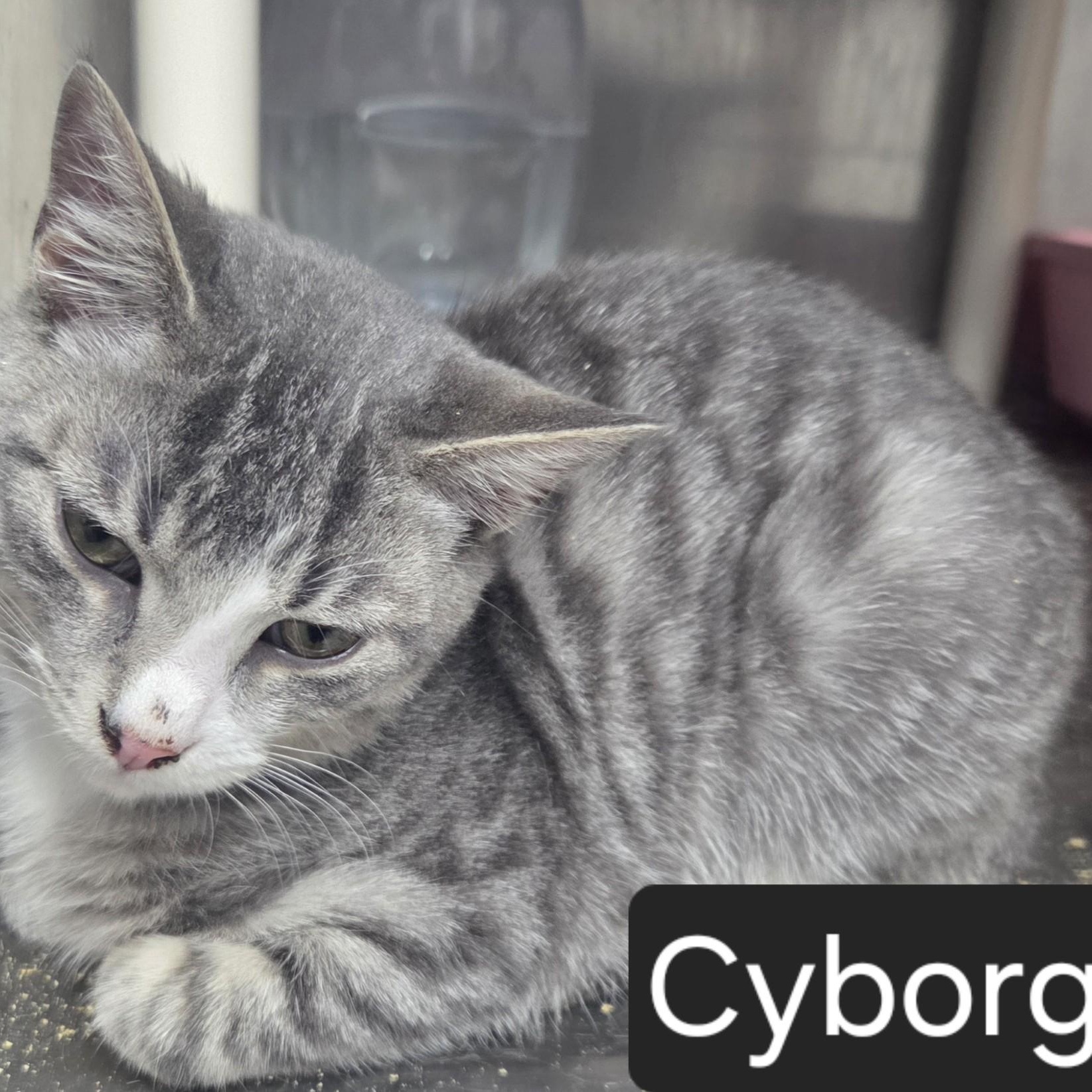 Cyborg, ADOPTABLE, Adult Male Domestic Short Hair.