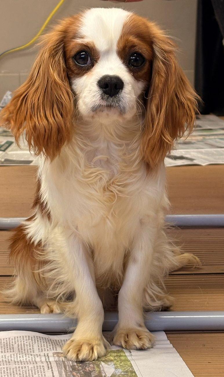 ARCHIE (Ohiosdrescue@gmail.com), ADOPTABLE, Adult Male Cavalier King Charles Spaniel.