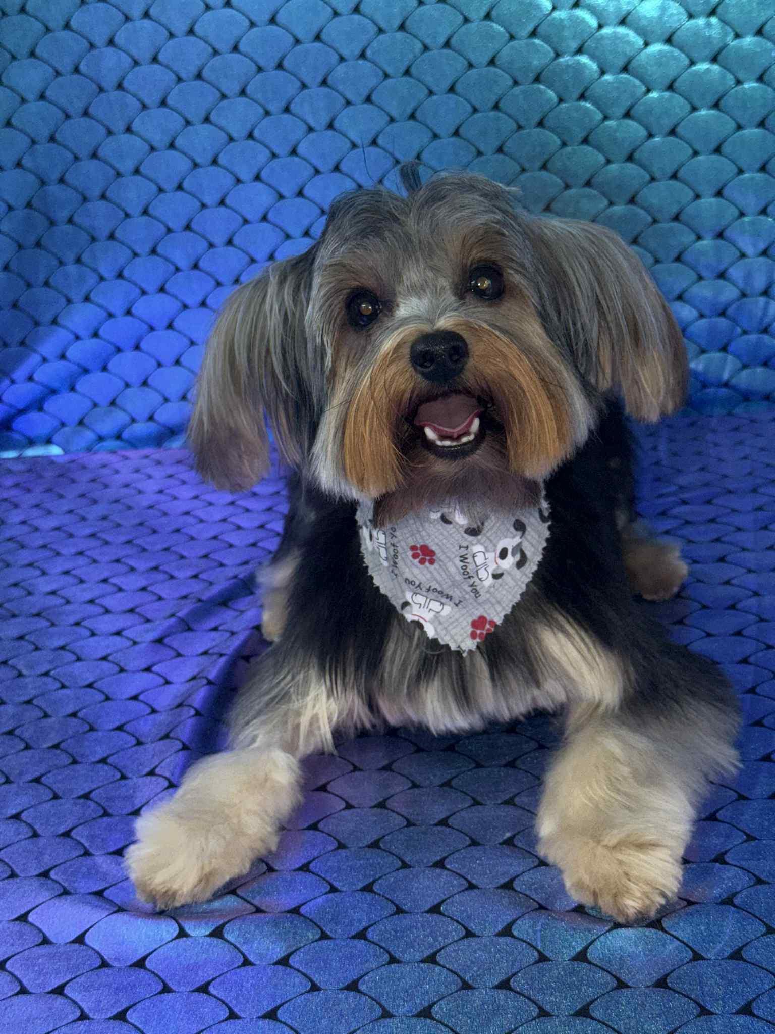 Enlarge Hunter, a Adopted Yorkshire Terrier in Valrico, FL image 1/1