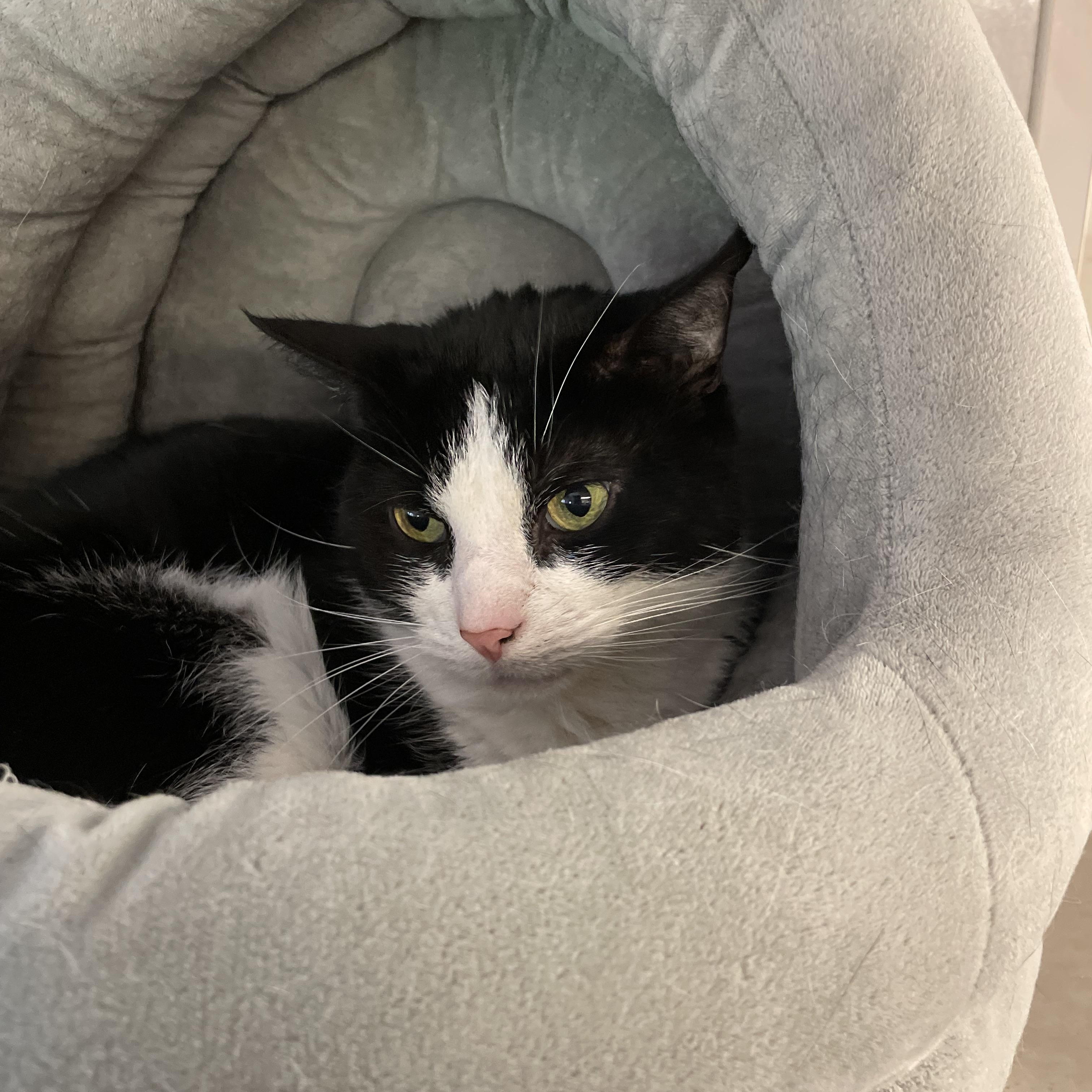Enlarge Cheetah and Cash, a Adoptable American Shorthair in North Kingstown, RI image 6/6