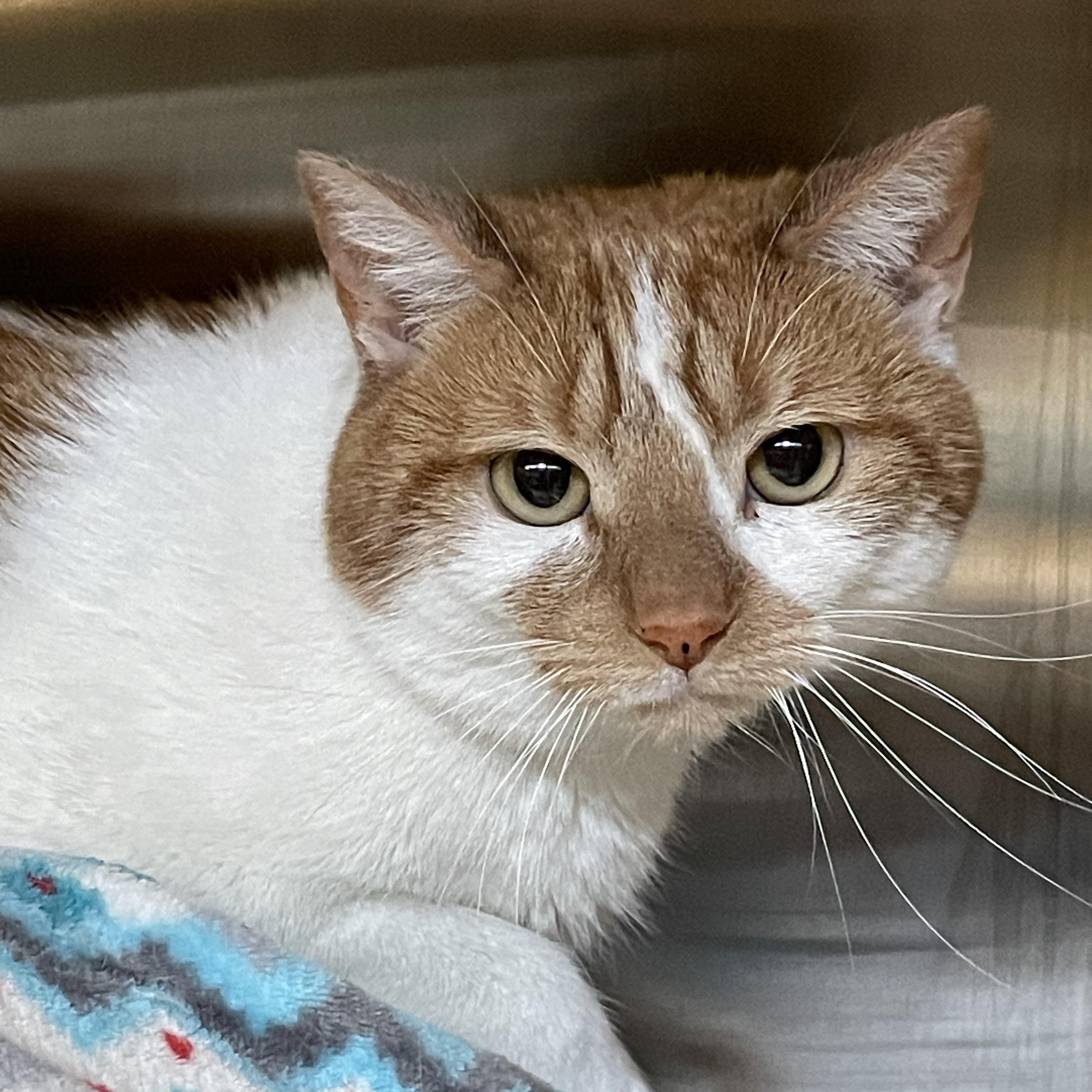 Cheetah, a Adoptable American Shorthair in North Kingstown, RI image 1/4