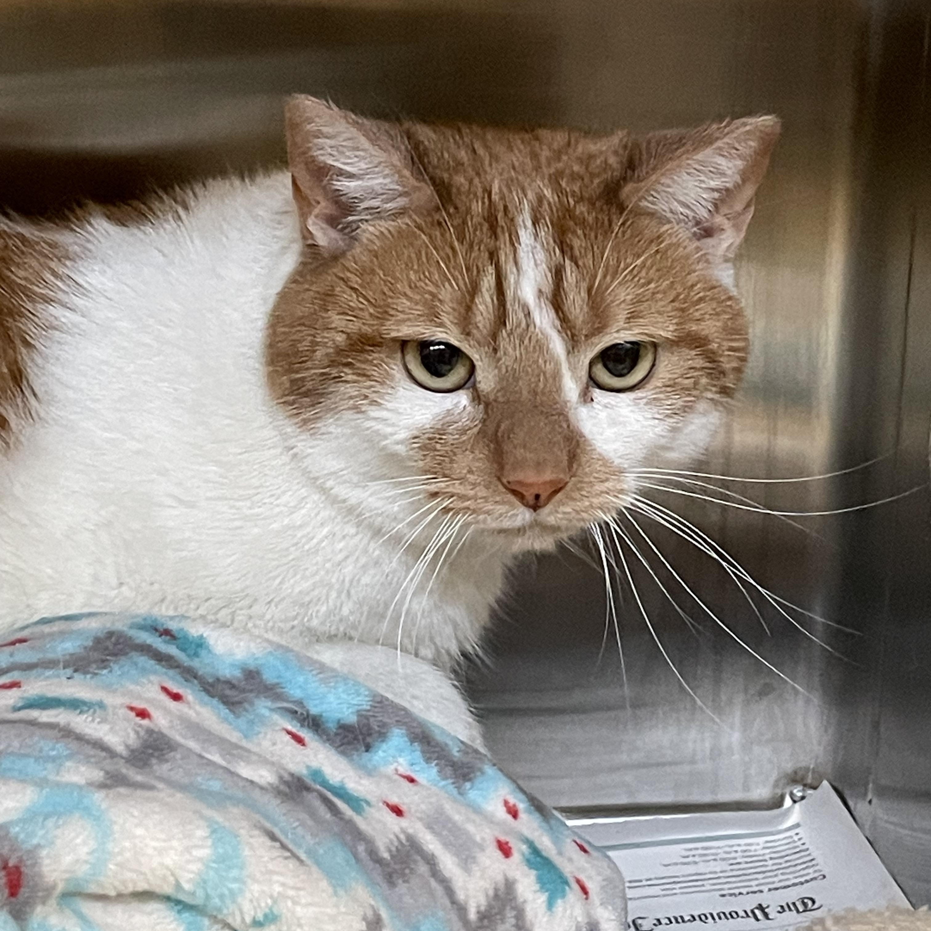 Cheetah, a Adoptable American Shorthair in North Kingstown, RI image 2/4