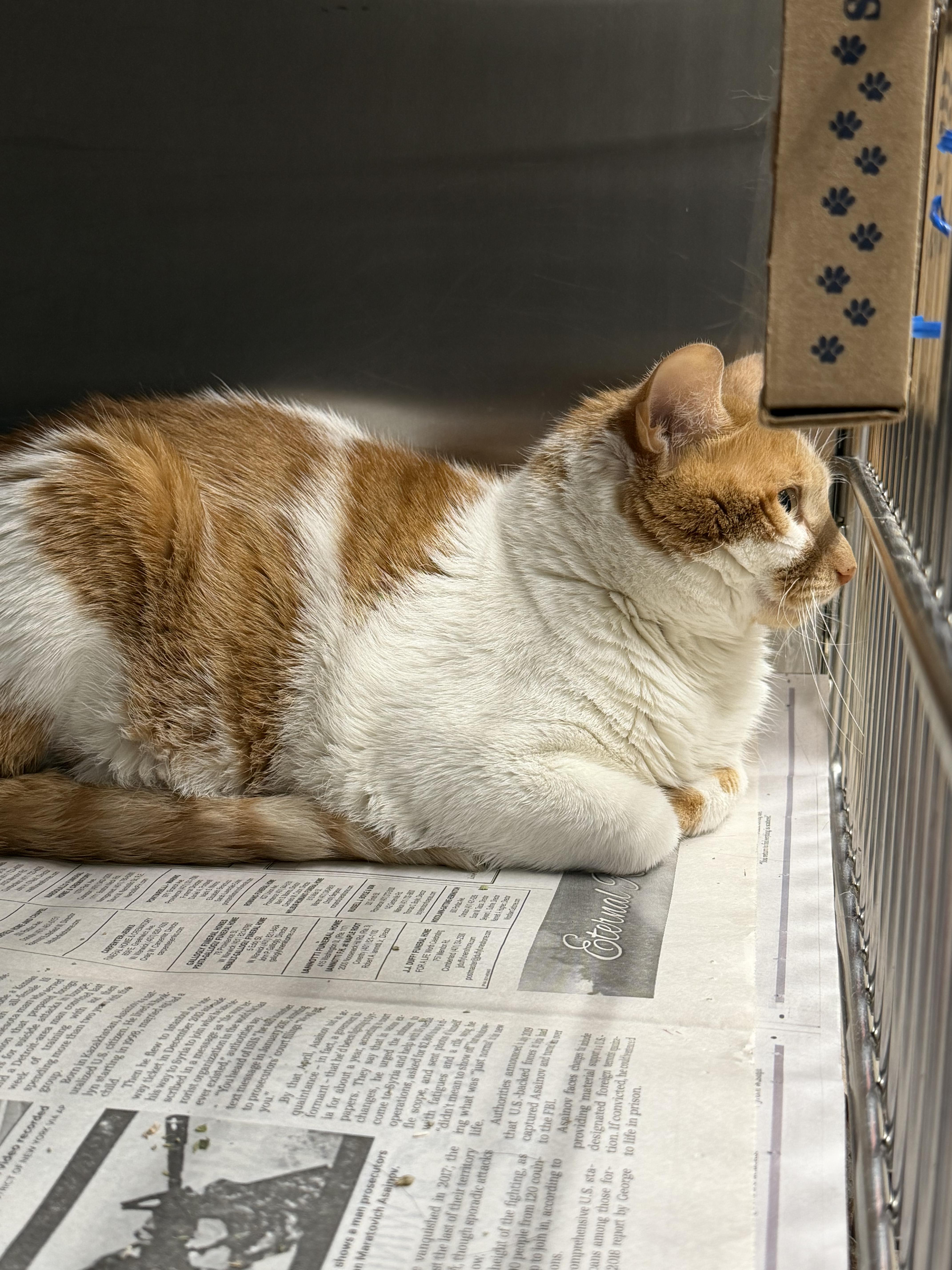 Cheetah, a Adoptable American Shorthair in North Kingstown, RI image 4/6