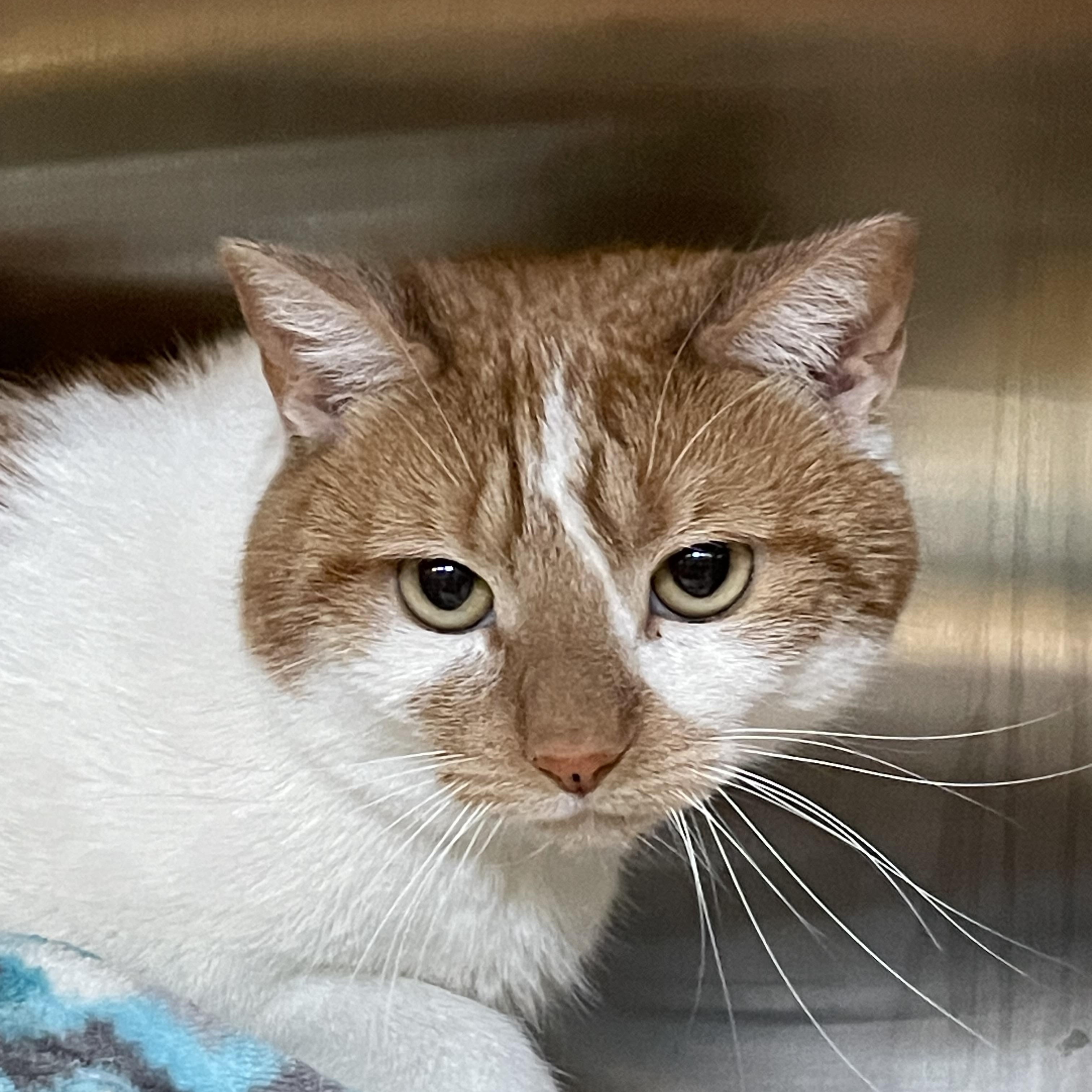 Cheetah, a Adoptable American Shorthair in North Kingstown, RI image 4/4