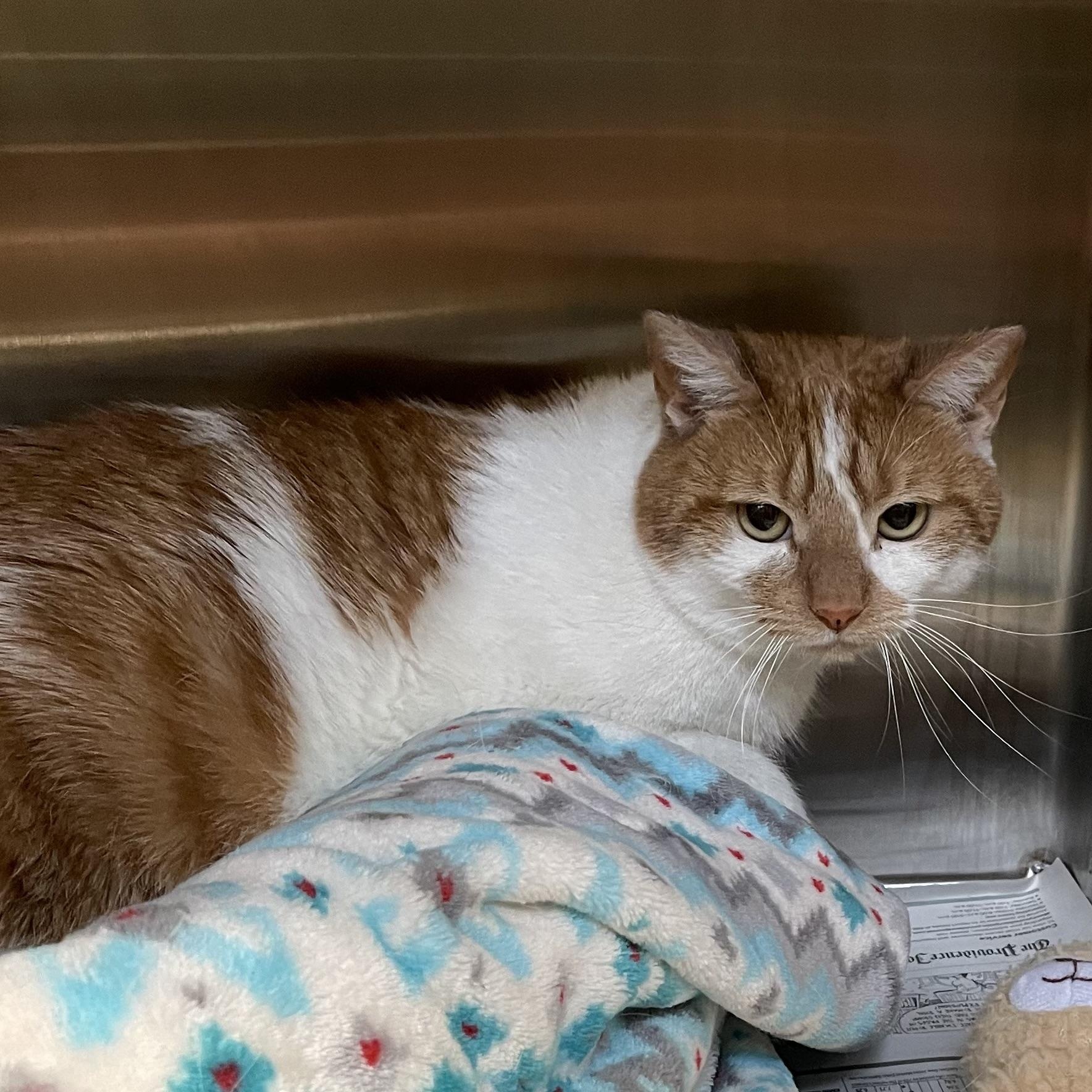 Cheetah, a Adoptable American Shorthair in North Kingstown, RI image 3/4