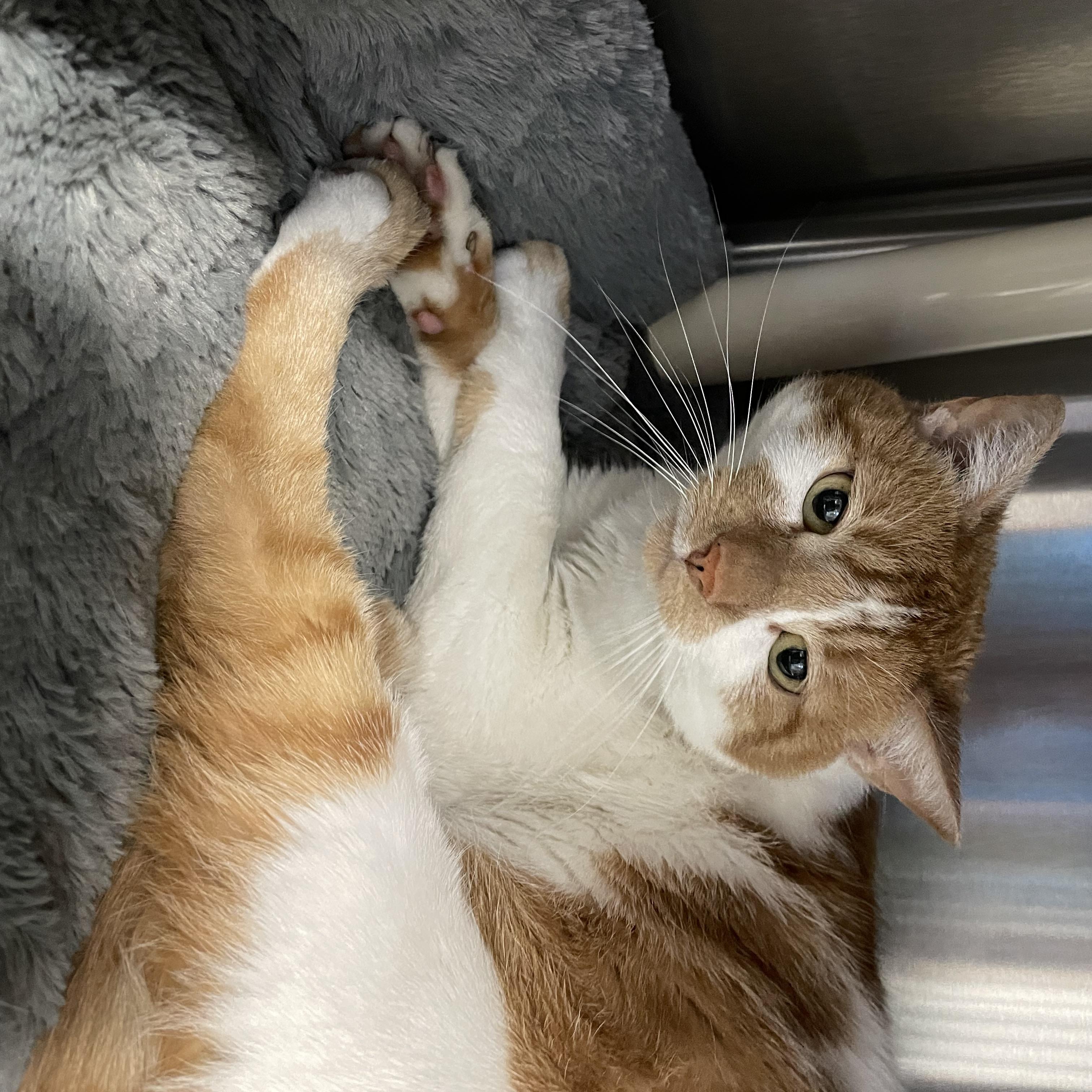 Cheetah, a Adoptable American Shorthair in North Kingstown, RI image 2/6