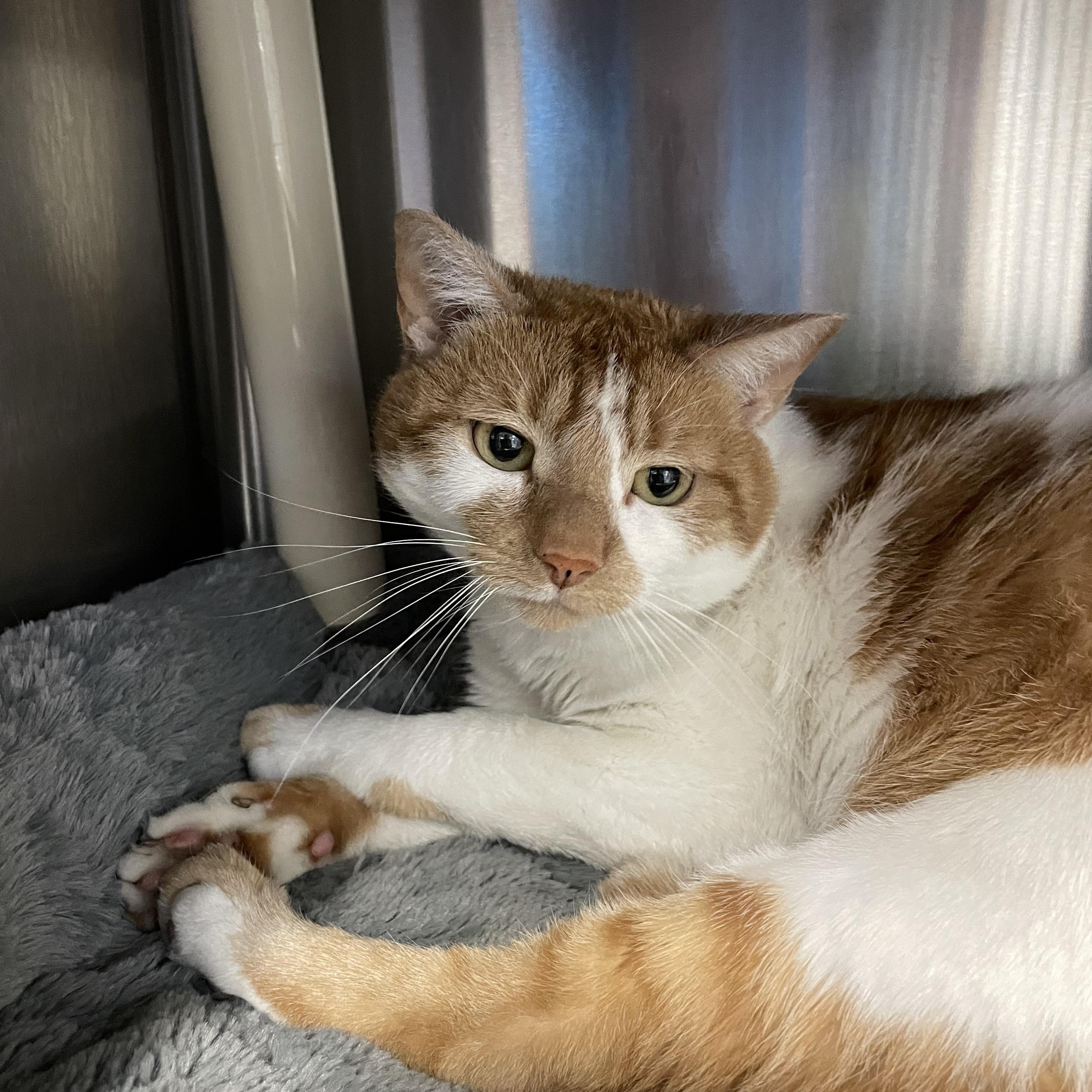 Cheetah, a Adoptable American Shorthair in North Kingstown, RI image 3/6