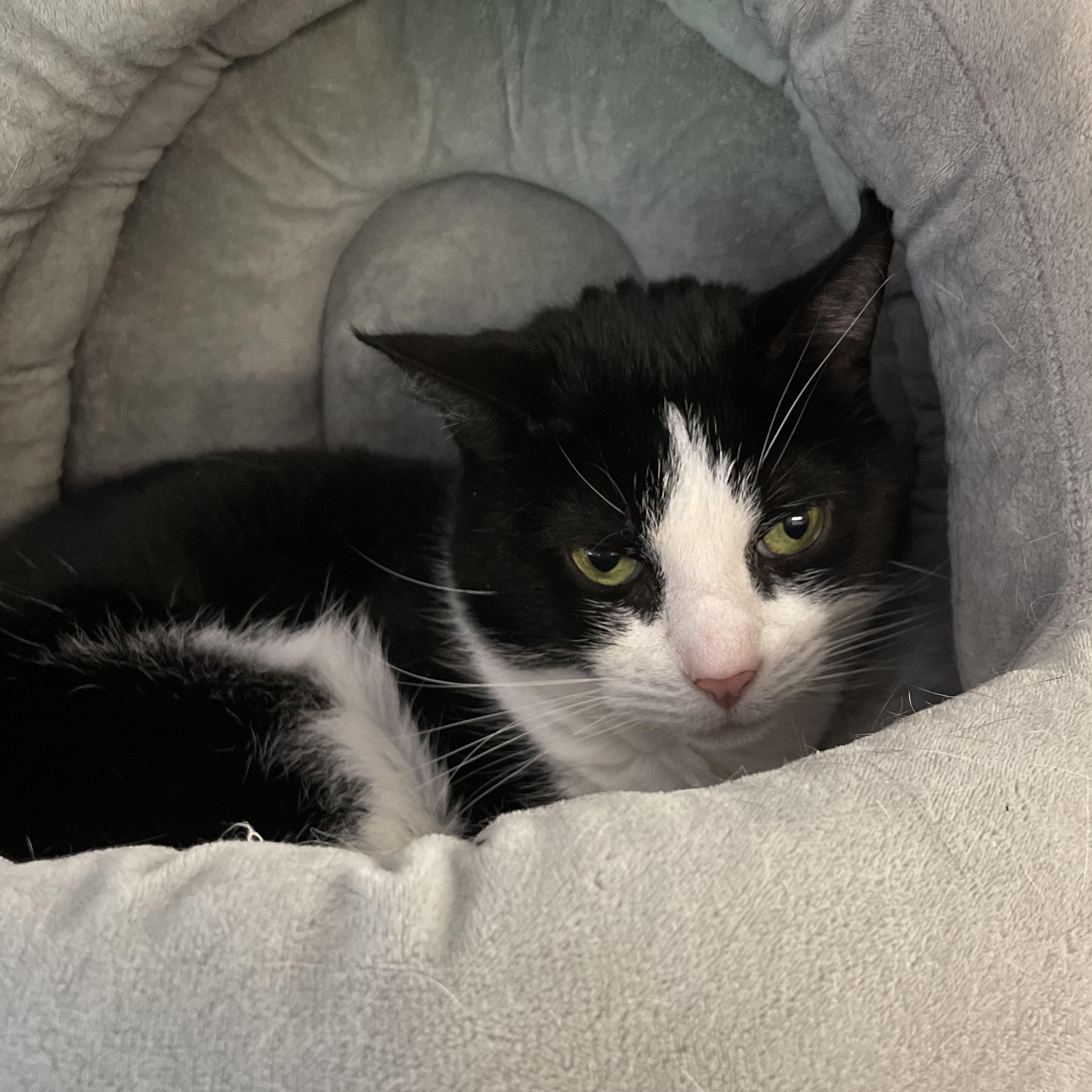 Enlarge Cheetah and Cash, a Adoptable American Shorthair in North Kingstown, RI image 3/6