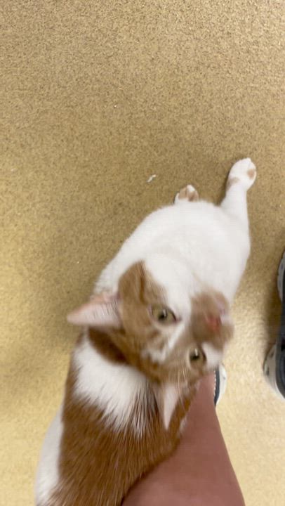 Enlarge Cheetah, a Adoptable American Shorthair in North Kingstown, RI video 2/6