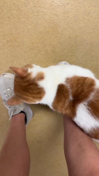 Enlarge Cheetah and Cash, a Adoptable American Shorthair in North Kingstown, RI video 2/6