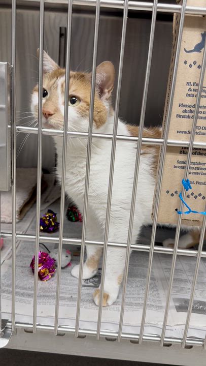 Enlarge Cheetah, a Adoptable American Shorthair in North Kingstown, RI video 3/6