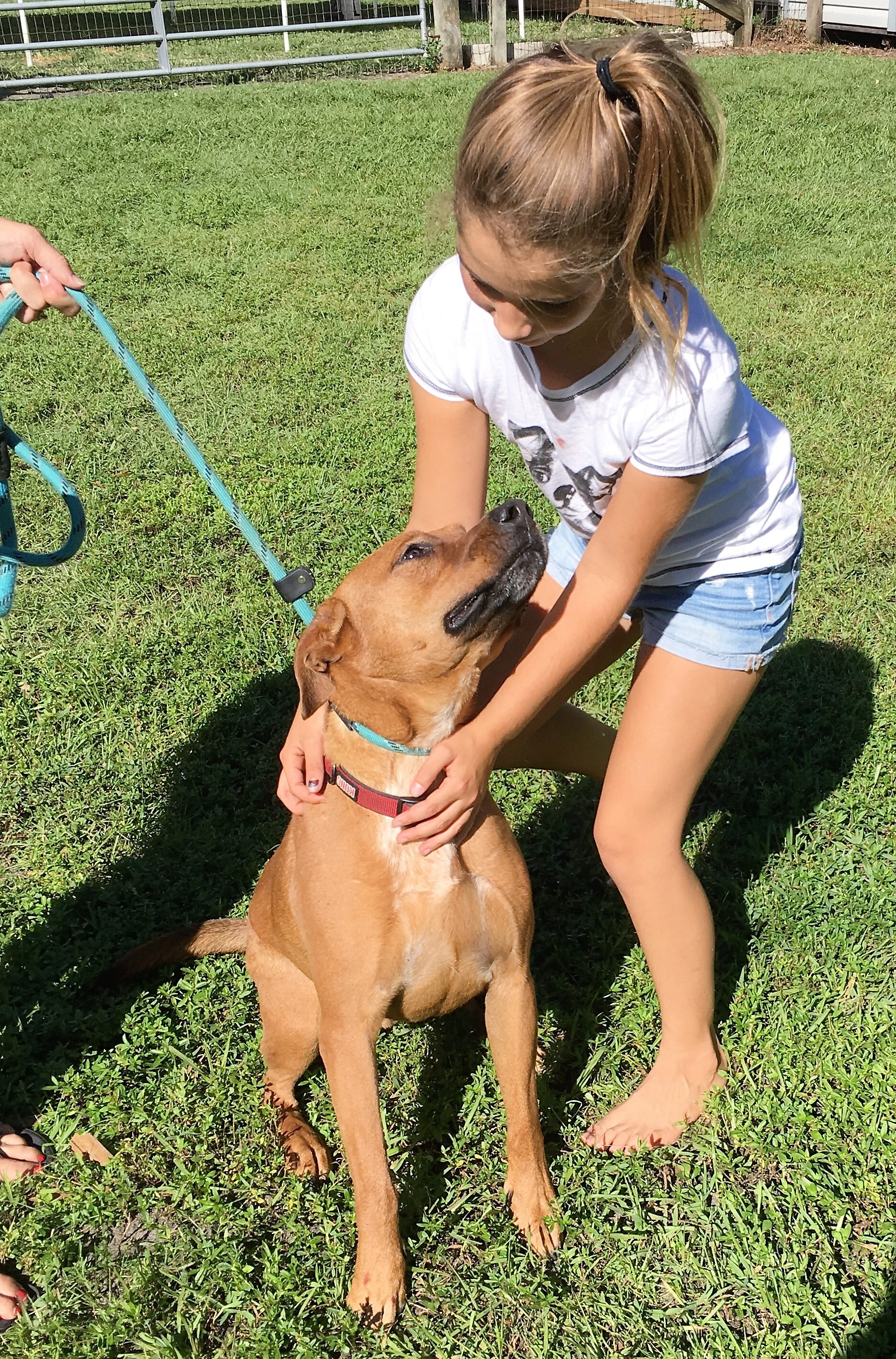 Enlarge SANDY, a Adoptable Black Mouth Cur in Palm City, FL image 1/10