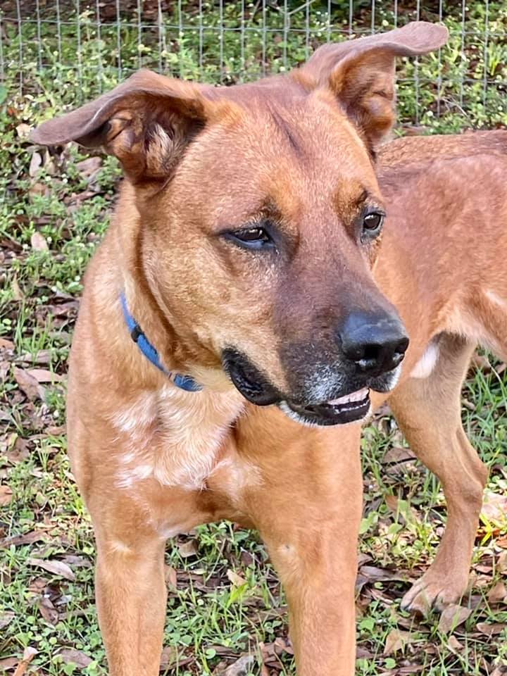Enlarge SANDY, a Adoptable Black Mouth Cur in Palm City, FL image 3/10