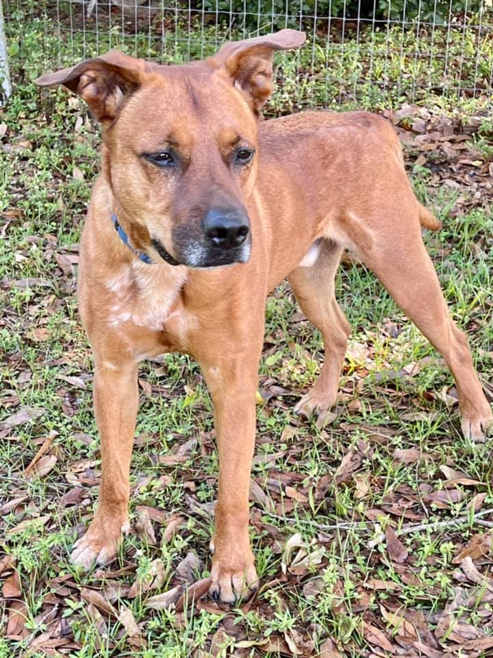 Enlarge SANDY, a Adoptable Black Mouth Cur in Palm City, FL image 4/10
