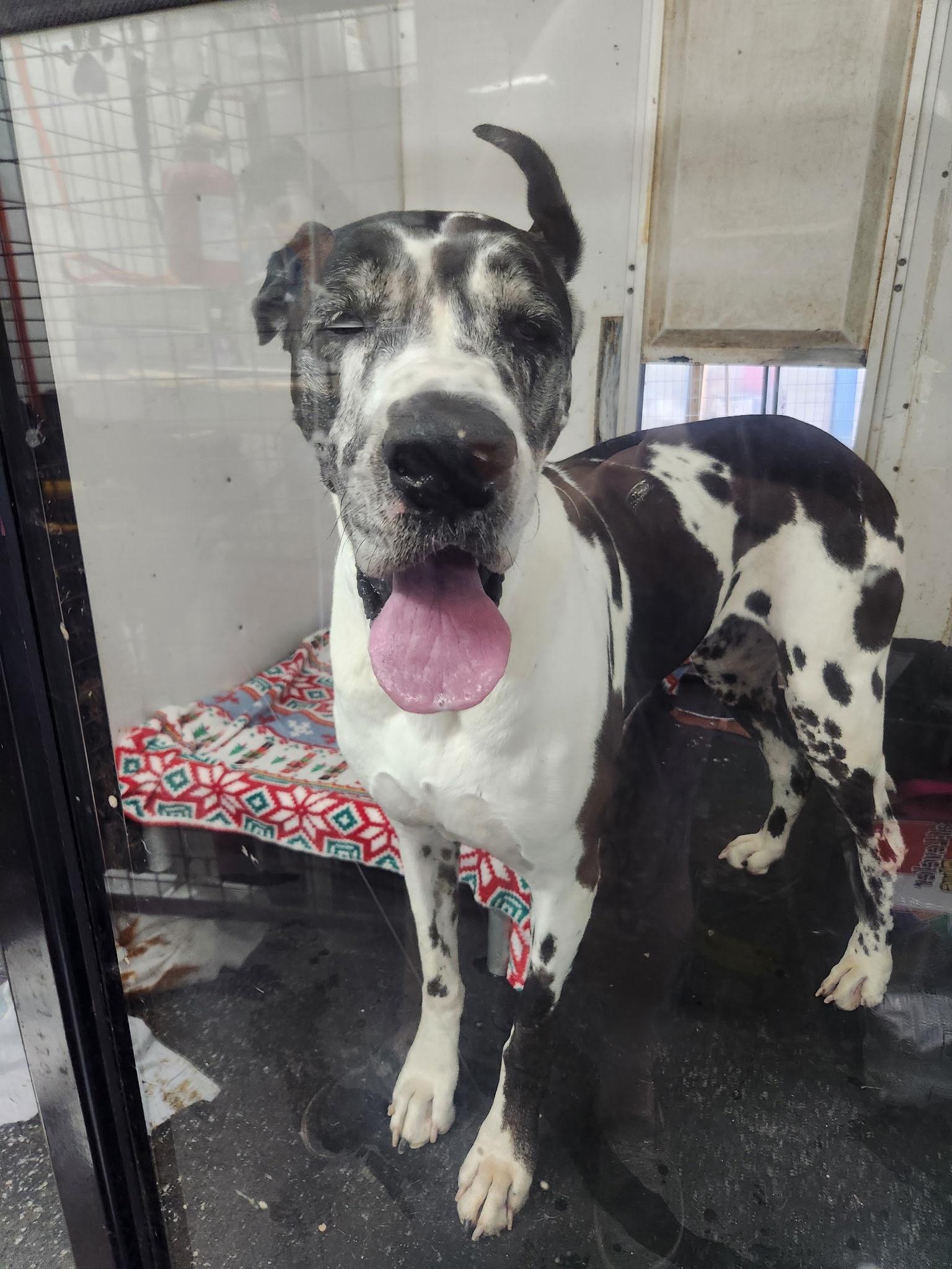 Enlarge Lacy, an adopted Great Dane in New Castle, PA image 1/1