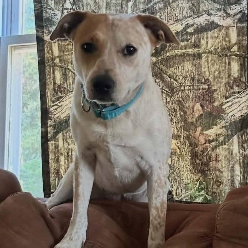 Enlarge Willow, a Adoptable mixed breed in Moyock, NC image 5/6