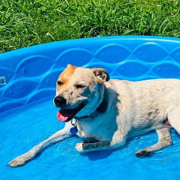 Enlarge Willow, a Adoptable mixed breed in Moyock, NC image 6/6