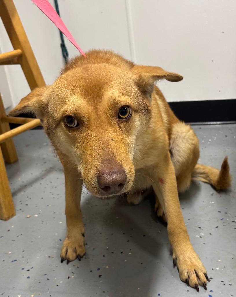 Adam, Adoptable, Young Male Shepherd & Mixed Breed.