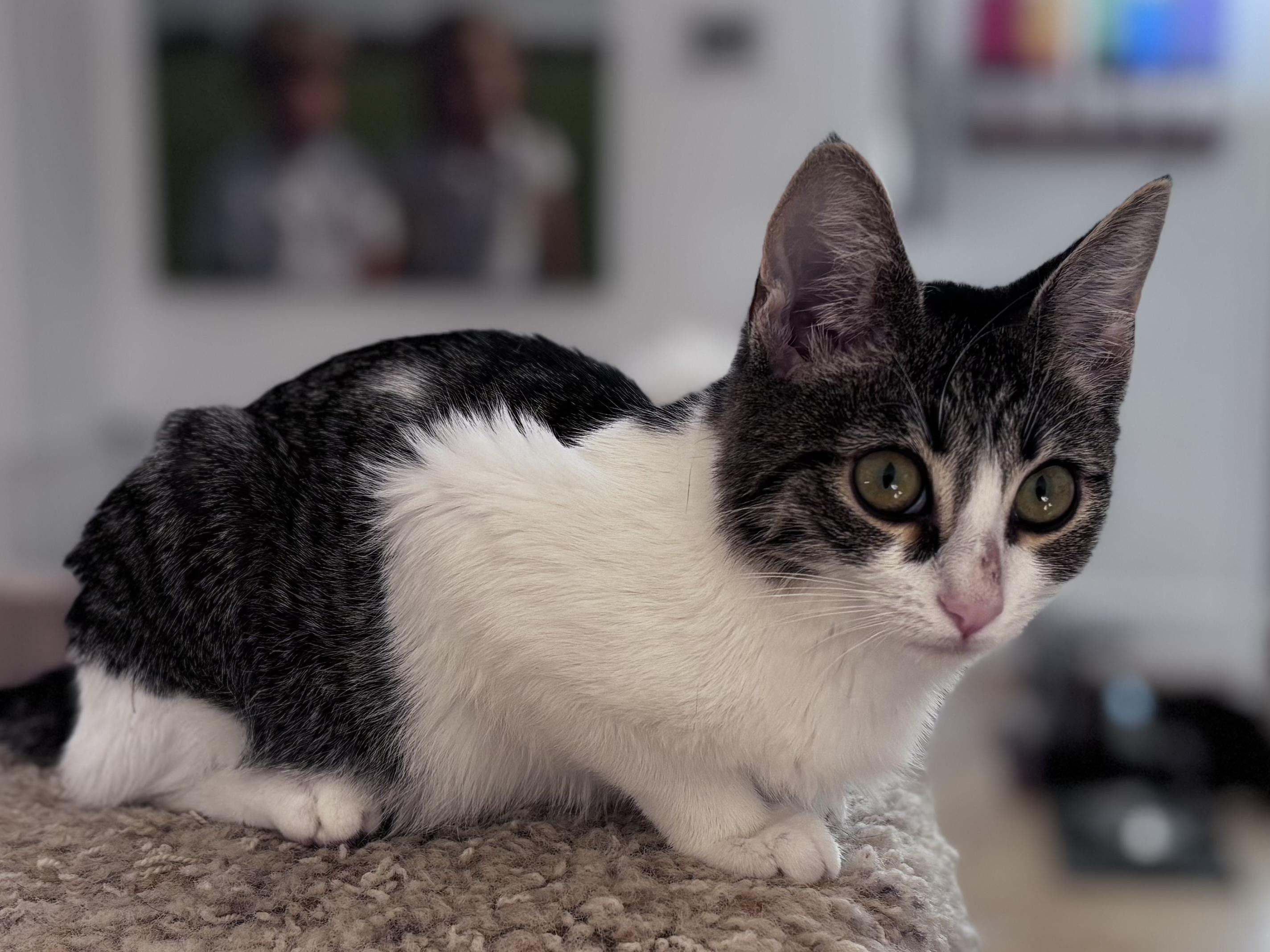 Anton and Annabelle (bonded pair)