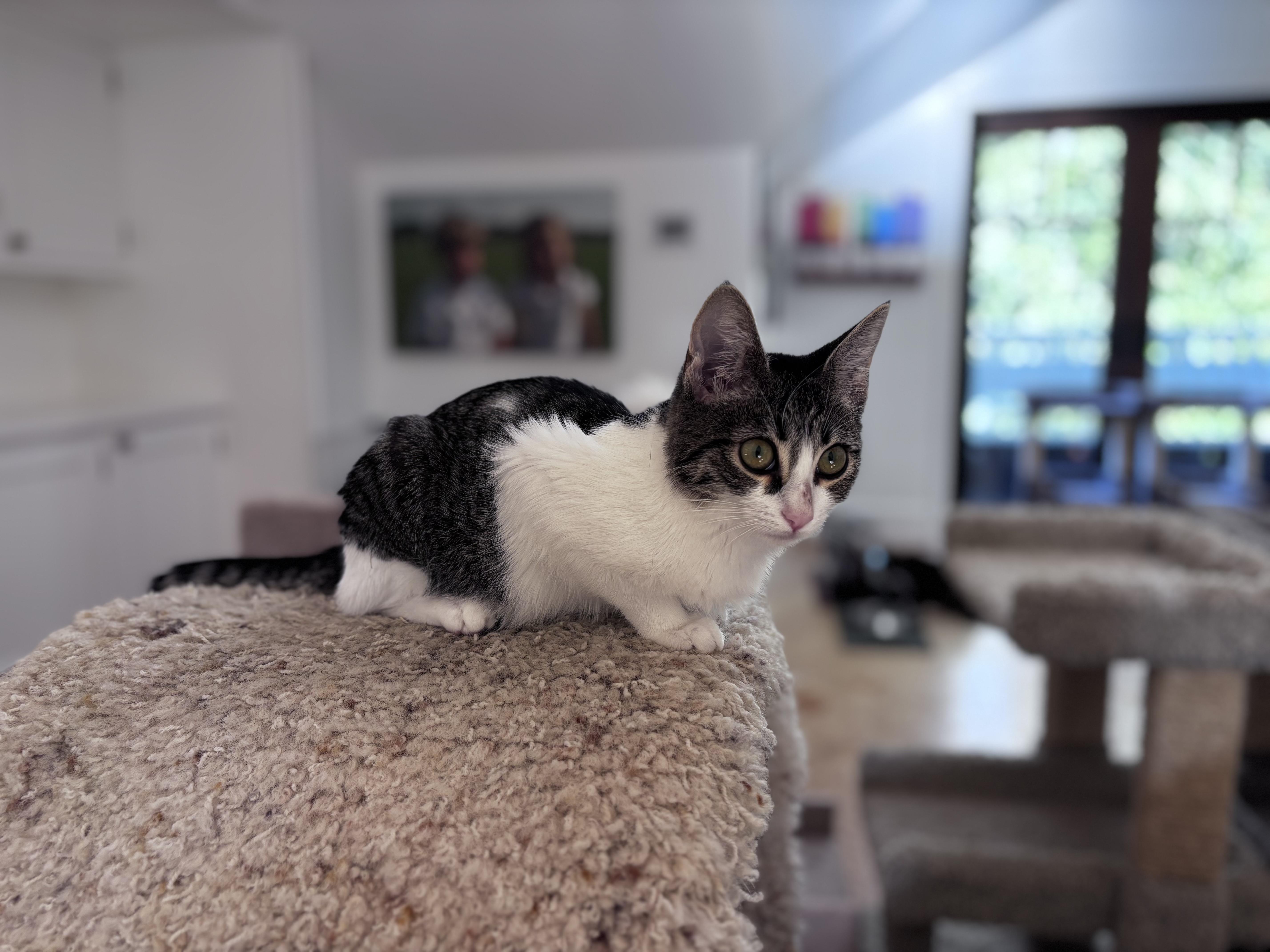 Anton and Annabelle (bonded pair)