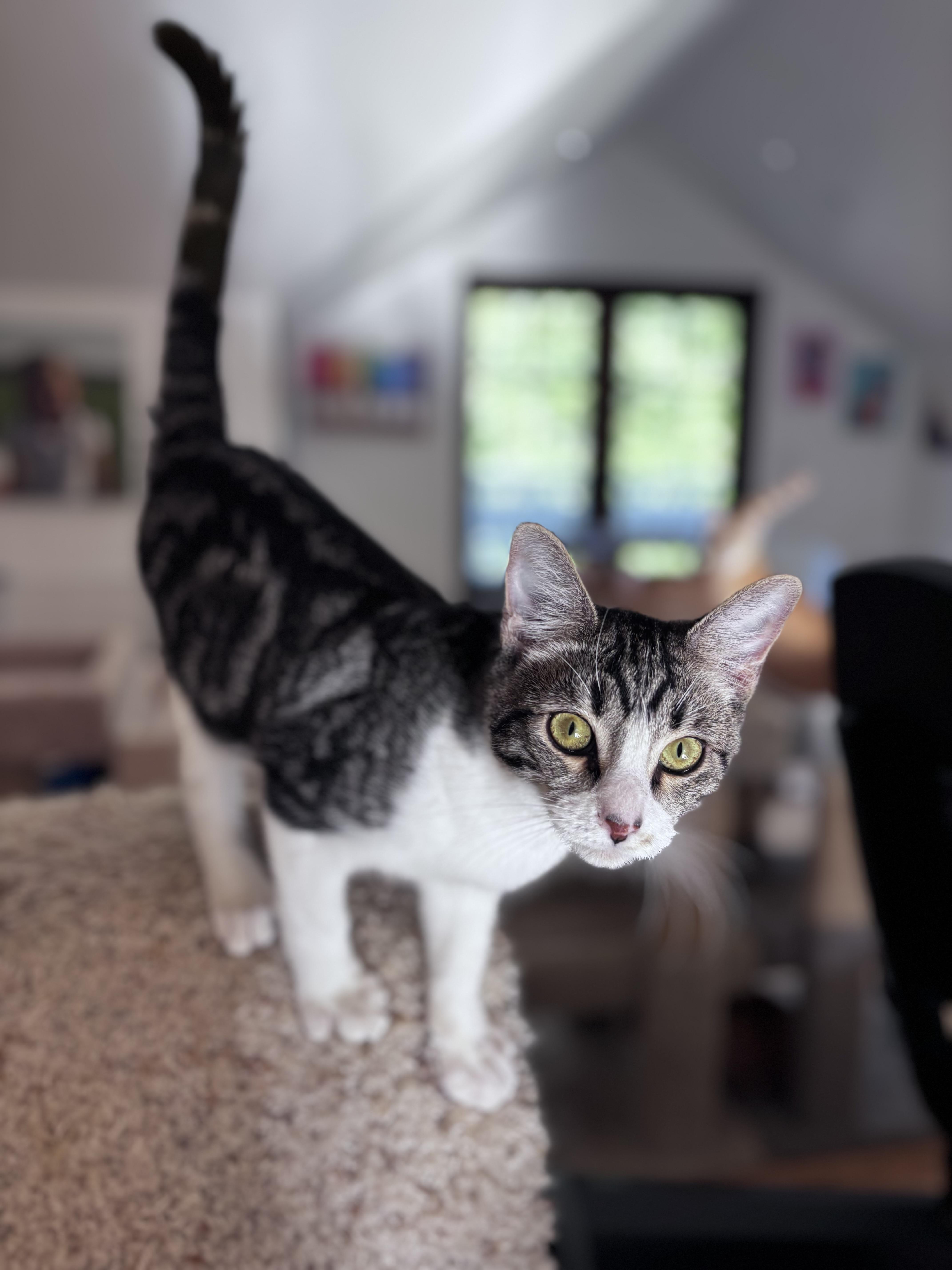 Anton and Annabelle (bonded pair)