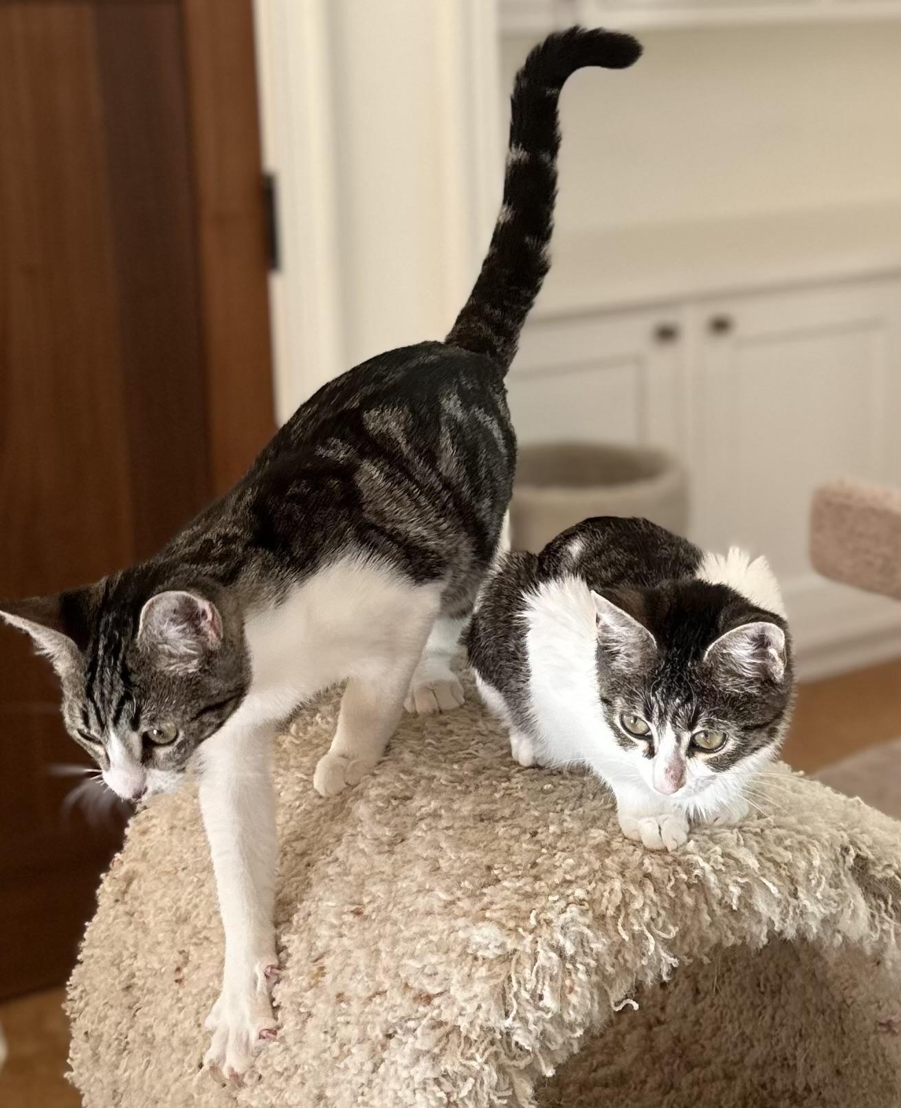 Anton and Annabelle (bonded pair)