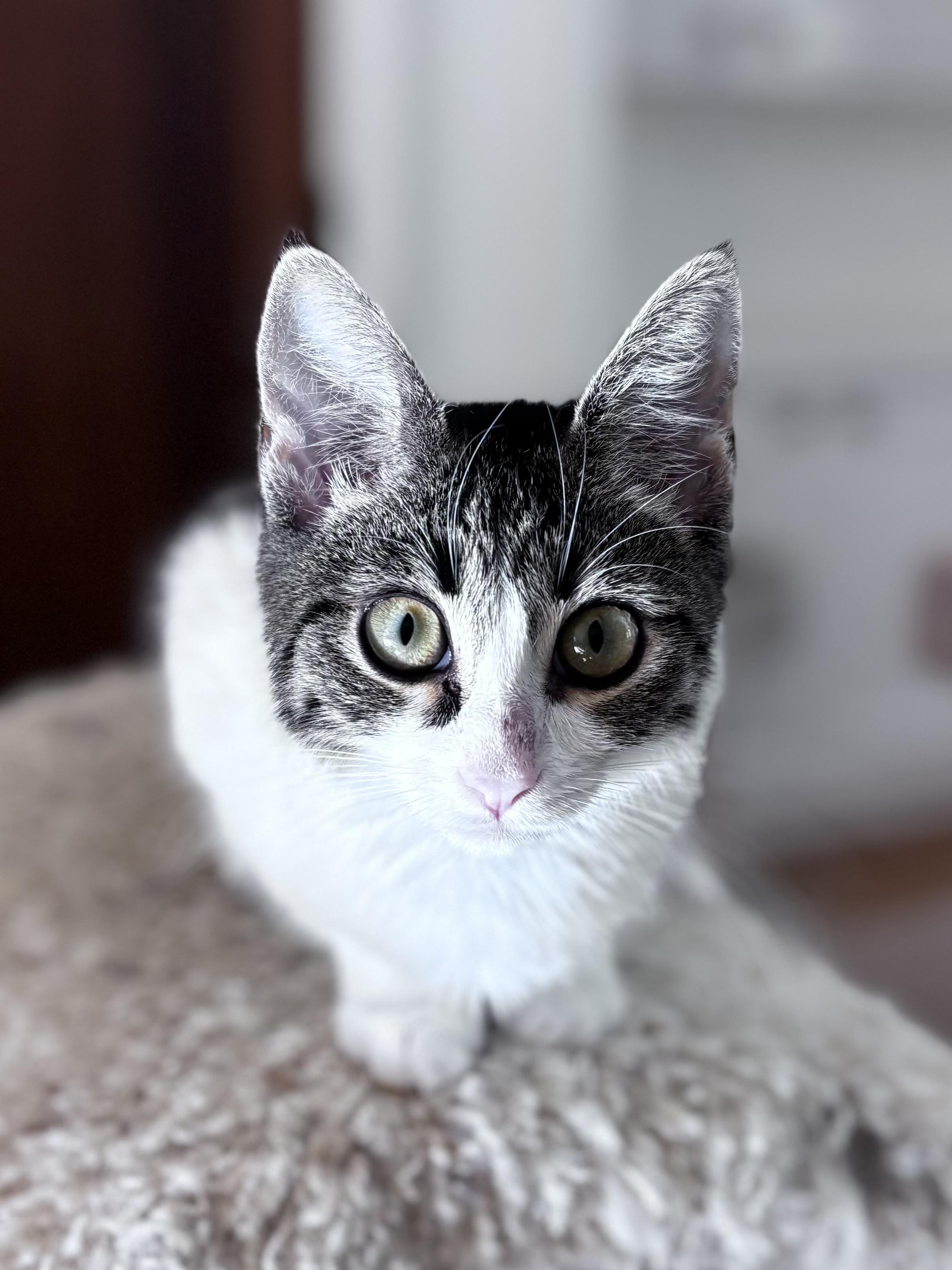 Anton and Annabelle (bonded pair)