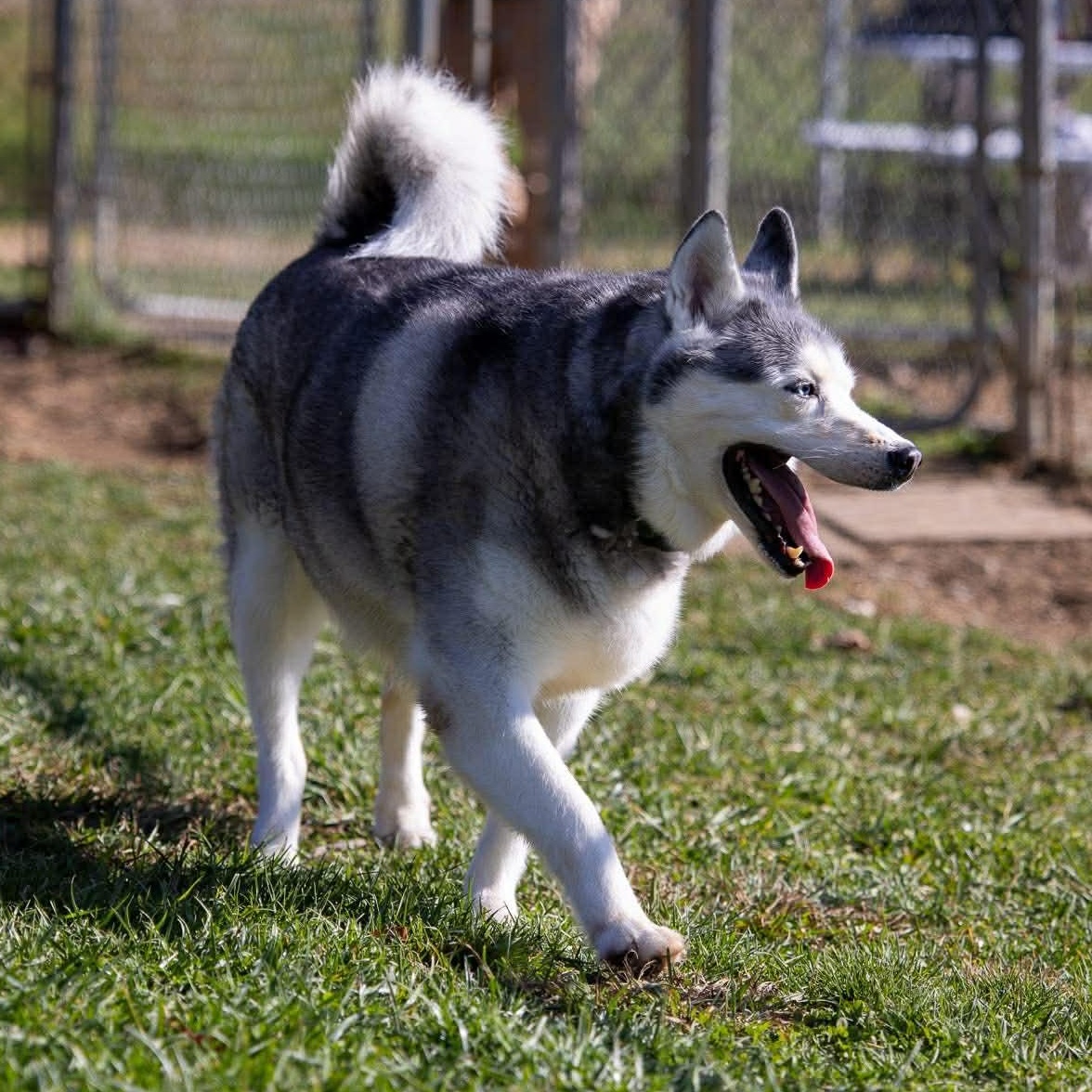 Enlarge Koko, a ADOPTABLE mixed breed in Avon, CT image 3/4