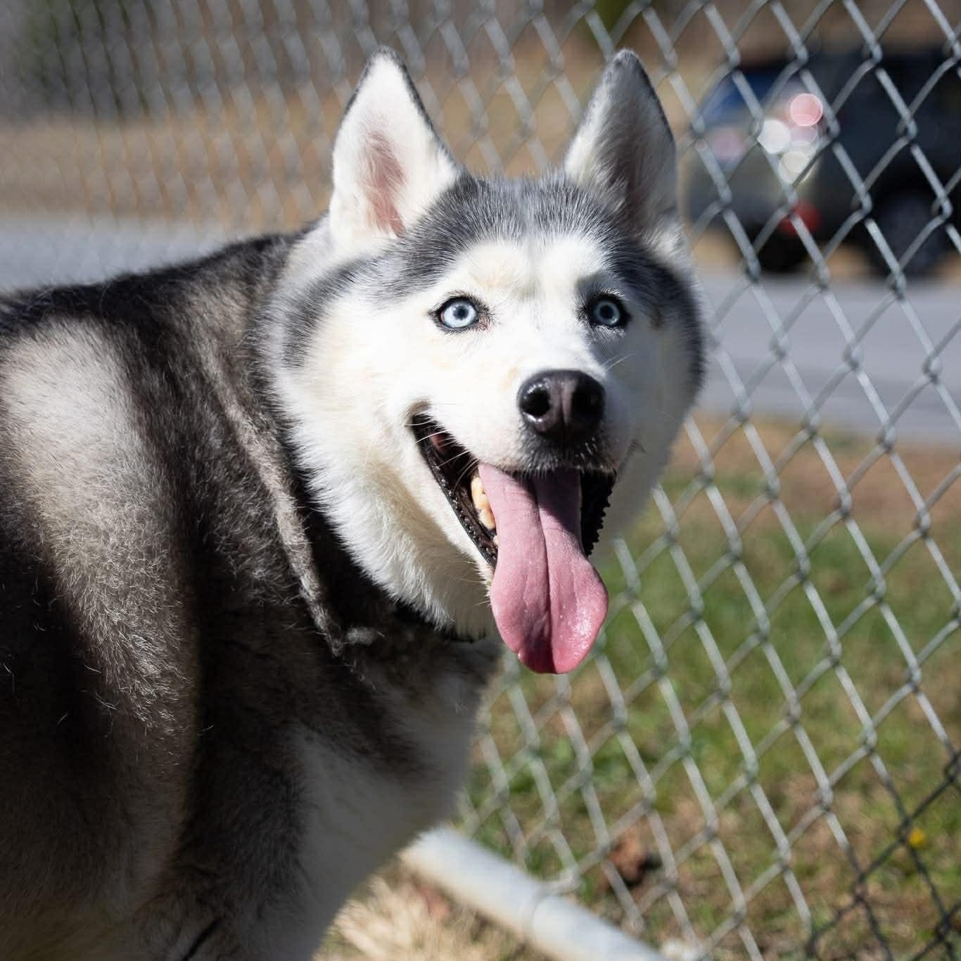 Enlarge Koko, a ADOPTABLE mixed breed in Avon, CT image 1/4